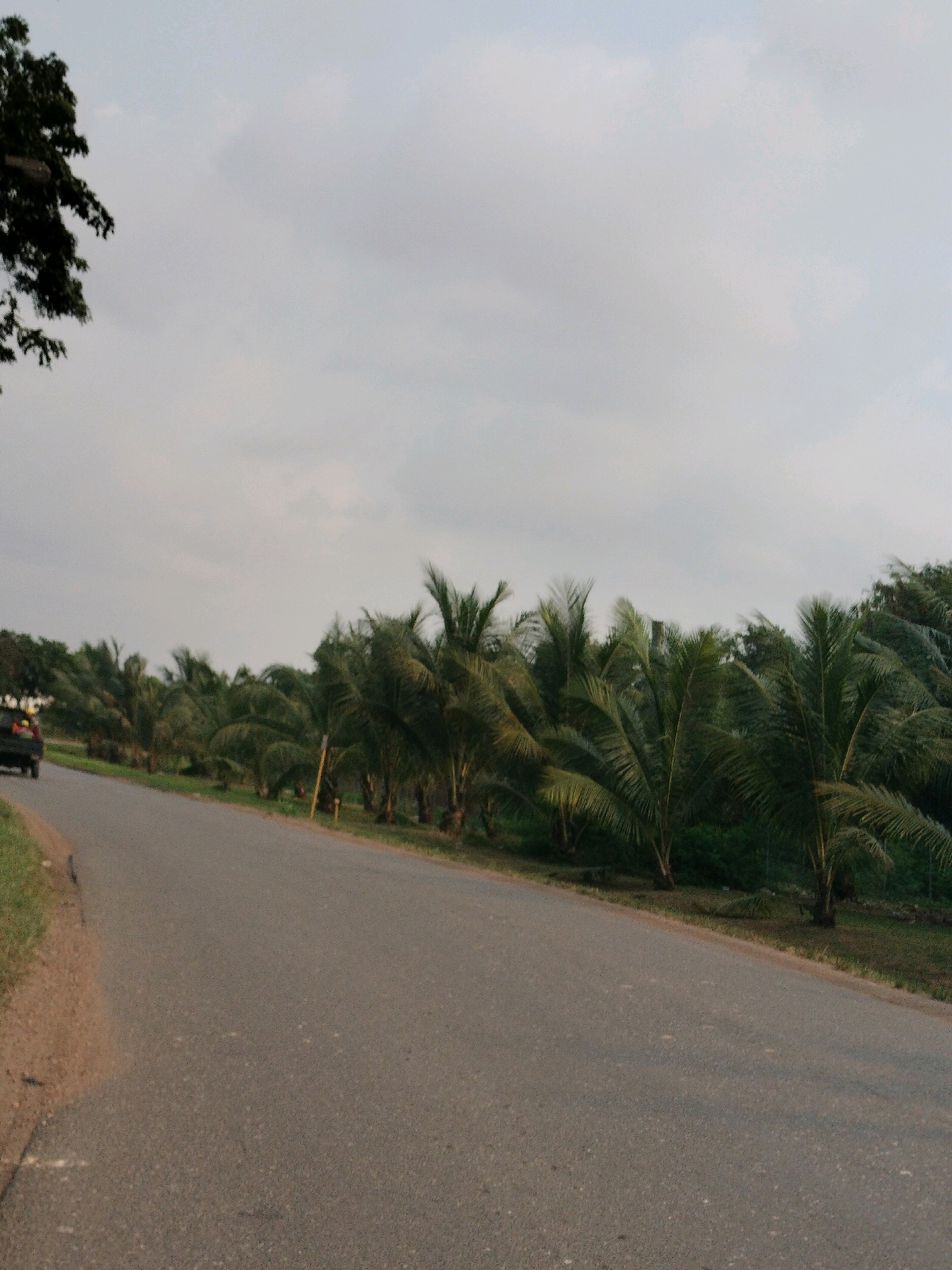 An overcast, cloudy day illuminates a paved road that curves to the right. Along the right side of the road, a dense line of palm trees with their fronds swaying in the wind creates a natural border. The trees are varied in height and density, with some appearing taller and fuller than others. In the distance, beyond the palm trees, a denser, darker line of trees suggests a further natural barrier or forest. On the left side of the road, a patch of dry, brown grass and dirt borders the pavement. A dark-colored SUV is visible driving away from the camera on the left side of the road. The overall scene depicts a rural or suburban road lined with palm trees, likely in a tropical or subtropical region. The image appears to be taken in Batam, Indonesia, given the prevalence of palm trees and the general landscape.