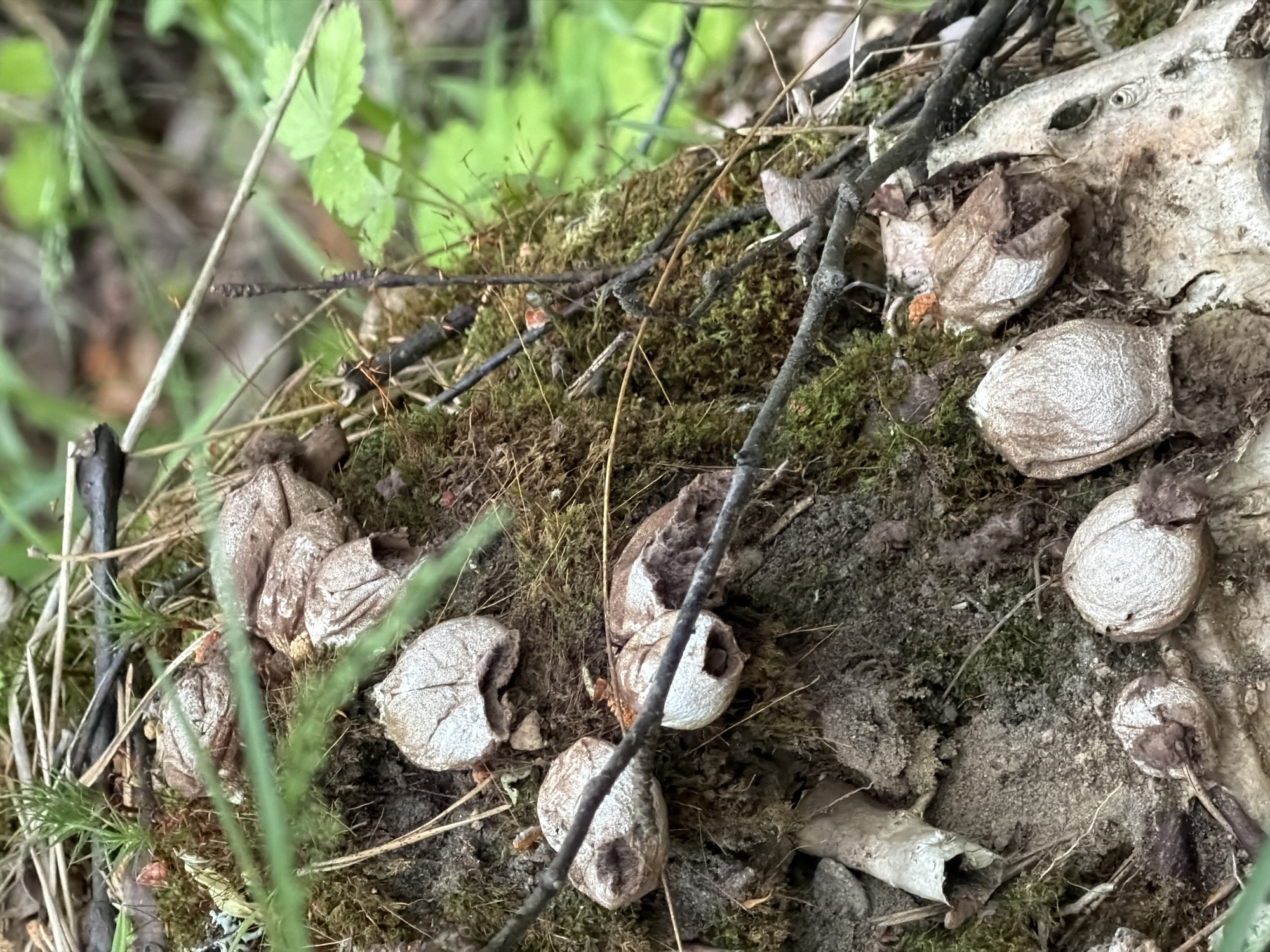 The image shows a close-up view of several mushrooms growing on a moss-covered log or tree stump in a wooded area. The mushrooms are bulbous with a textured, off-white to light brown exterior, and some appear to have split open, revealing a darker interior. The surrounding environment is characterized by moss, fallen leaves, twigs, and green foliage in the background, suggesting a natural, possibly damp, forest floor setting. There are no people or discernible human activity in the image. The lighting suggests it may be overcast or shaded. The location is the city of Kuznechnoye, Russia, which is a natural environment known for its forests and proximity to Lake Ladoga, making such fungal growth common.
