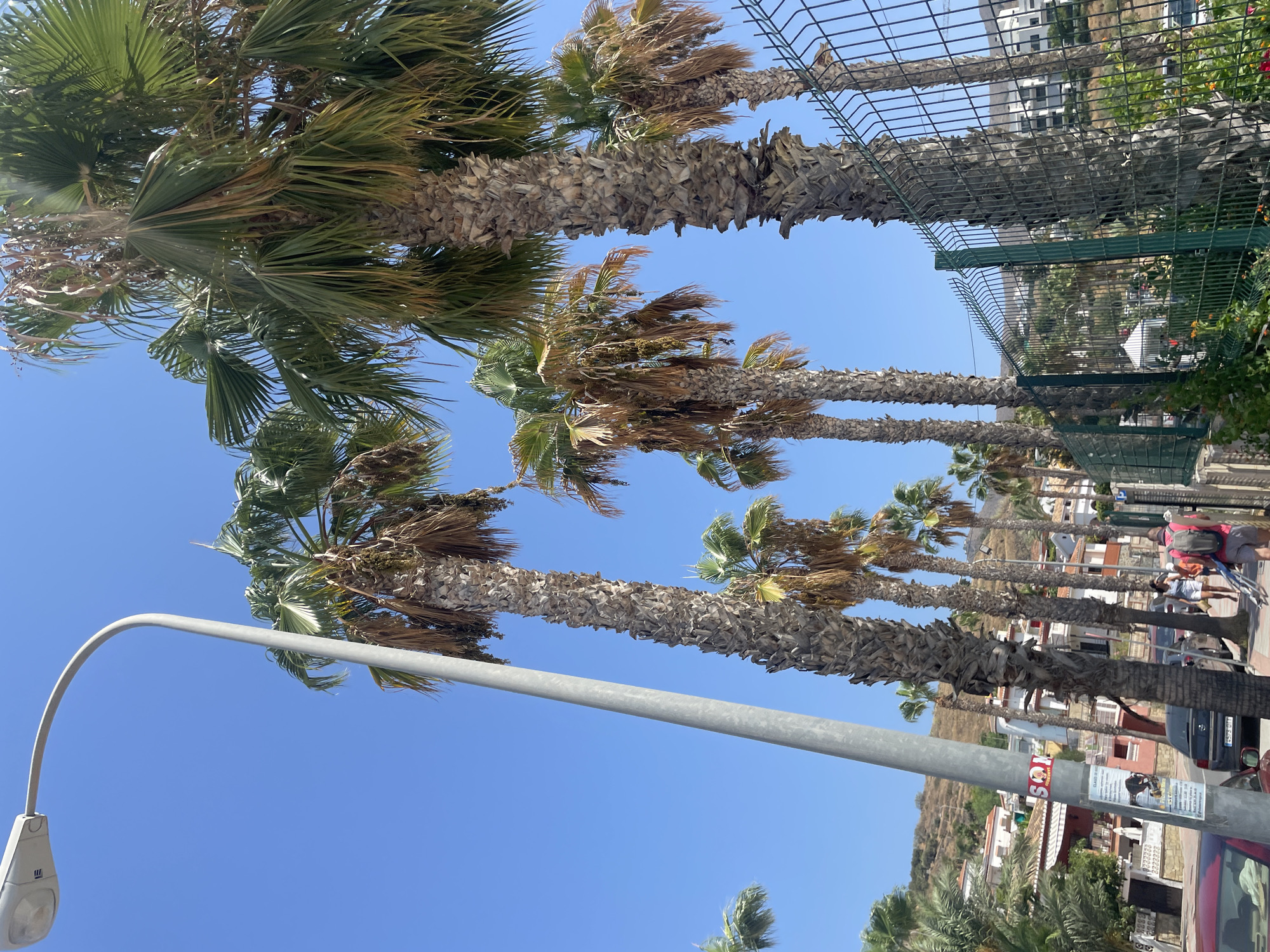 The image depicts a street scene in Almuñécar, Spain, dominated by tall palm trees lining a sidewalk next to a green metal fence. A street lamp is prominently featured on the left side of the frame, its curved pole extending upwards against a clear blue sky. Several palm trees with rough, textured trunks and green fronds, some of which appear dry and brown, are scattered throughout the scene.
In the background, houses with red-tiled roofs are visible on a hillside, suggesting a coastal town or urban area. A few people are walking on the sidewalk, including a man carrying a surfboard. Cars are parked along the street. The overall environment appears sunny and warm, typical of a Mediterranean climate. The perspective is low-angle, looking up at the palm trees and the sky.