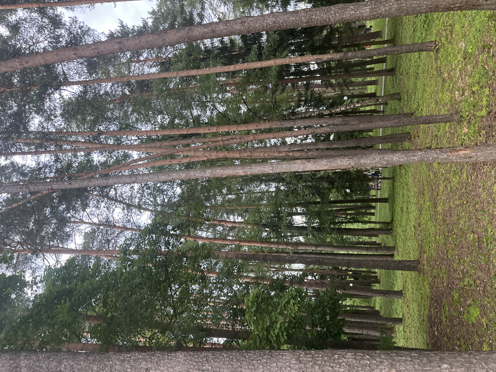 A vertical, medium-distance shot depicts a dense forest with tall, slender pine trees and scattered deciduous trees. The ground is covered with lush green grass and scattered leaf litter. A paved path winds through the trees in the background, where a few people are visible sitting on benches. The sky above is overcast and light grey. The scene is located in the city of Nikolskoye, Russia.
