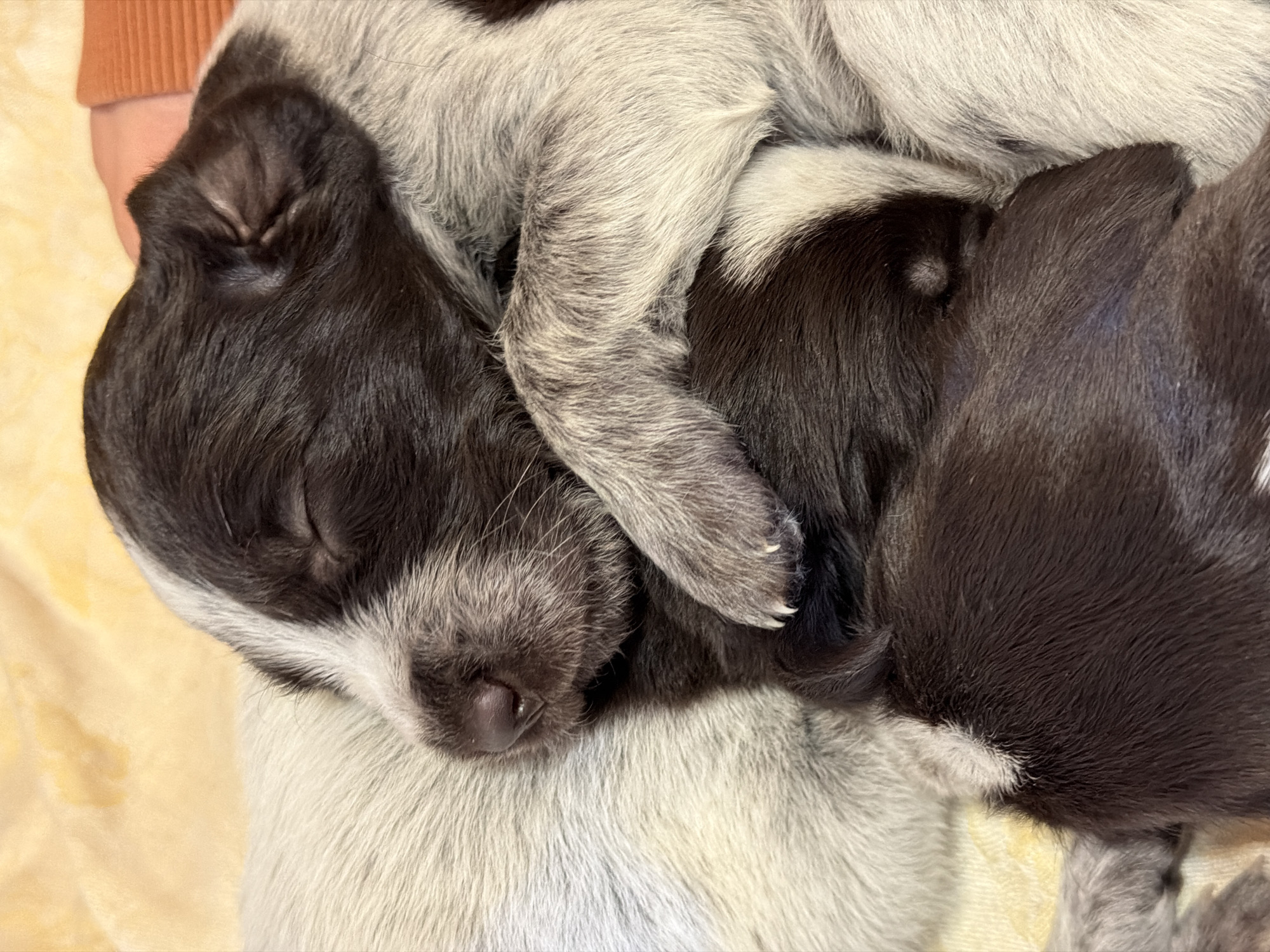 Three puppies are closely intertwined and asleep. One puppy, positioned on the left side of the frame, has dark brown and white fur. The other two are primarily dark brown. All three appear to be resting on a soft, light-colored surface. The city of Khimki, Russia, is not discernable from the visual details.