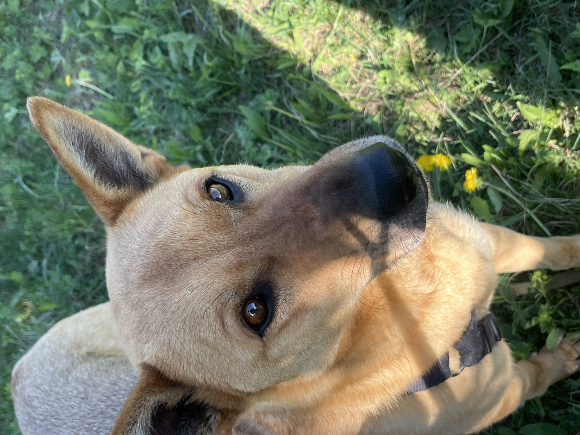 A close-up, high-angle shot shows a medium-sized, light brown dog with erect ears, lying in grass. The dog is wearing a black harness. Several yellow dandelions are visible in the grass. There is no information indicating the location is Nizhny Tagil, Russia.
