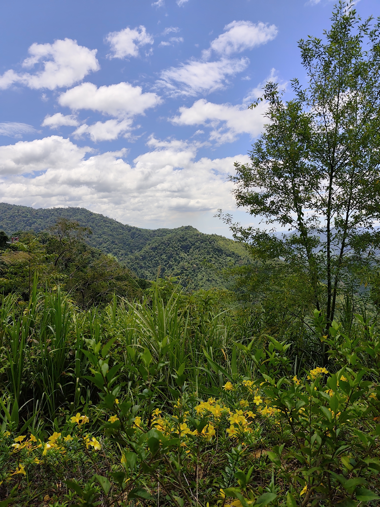 This is a vertical, eye-level, medium shot of a lush, mountainous landscape on a clear, sunny day. The foreground is dominated by dense, green foliage, including tall grasses and bushes dotted with clusters of small, bright yellow flowers. In the mid-ground, the landscape transitions to rolling hills covered in a dense, verdant forest. A solitary, slender tree with green leaves stands prominently in the right mid-ground, silhouetted against the sky. The background reveals more distant, layered mountains fading into a hazy blue. The sky above is a vibrant blue, adorned with scattered white, cumulus clouds. A small, red-roofed structure is visible on a hillside in the far left mid-ground. The image does not depict any people.