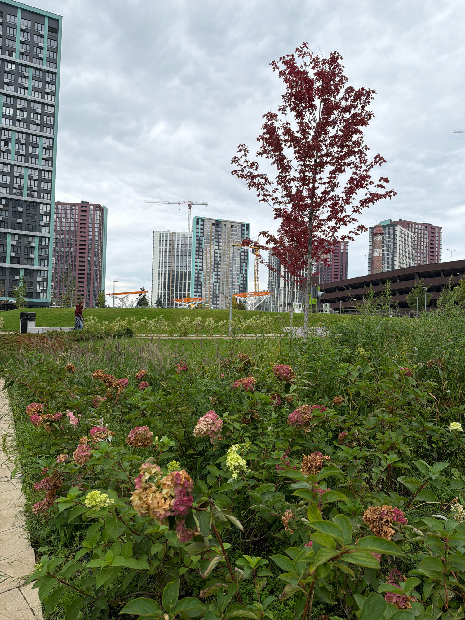 The image depicts a park area in front of a complex of modern high-rise residential buildings. In the foreground, a dense bed of hydrangeas, some with dried flowers and others with fresh blooms in shades of green, pink, and brown, borders a paved walkway. Behind the flowers, a neatly manicured green lawn slopes upwards, dotted with various grasses and plants.
A lone individual, wearing a dark hooded top and jeans, walks across the lawn. In the middle ground, several tall residential buildings, varying in color from dark grey and teal to reddish-brown and white, dominate the skyline. Construction cranes are visible in the background, suggesting ongoing development in the area. A multi-story parking structure is situated to the right of the frame.
The sky is overcast with grey clouds. The scene appears to be in the Obolon district of Kyiv, Ukraine, an area known for its modern urban development and green spaces.
