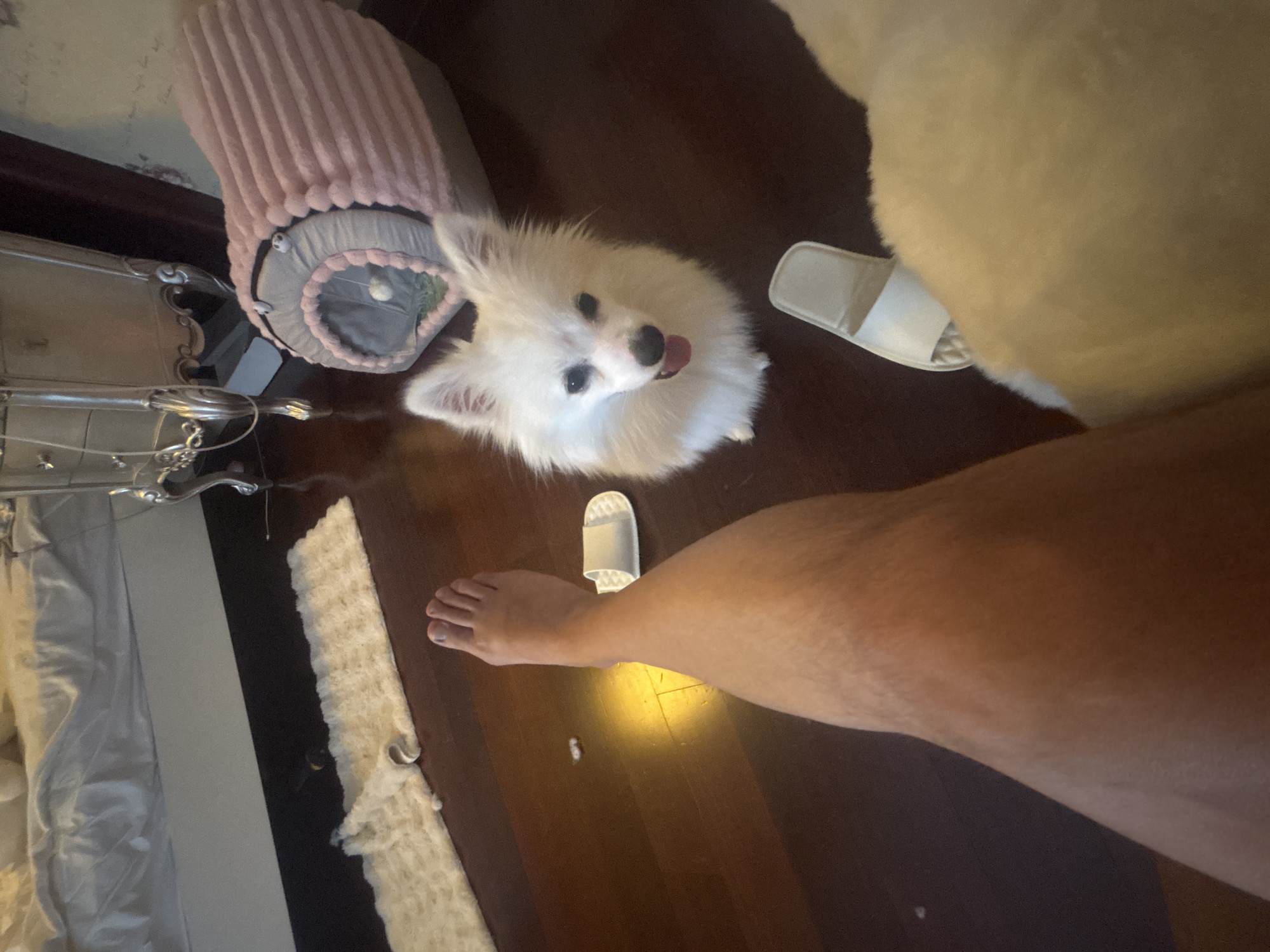 A white Pomeranian dog is sitting on a wooden floor, looking up at the camera. Next to the dog is a white slipper. In the foreground, a person's bare leg and foot are visible, with a white slipper near the foot. Behind the dog and the leg, a white rug is spread on the floor, and further back, a pink pet bed is visible. In the background, a bed with white bedding and a piece of furniture are also present. The scene appears to be in a bedroom. The image was taken in Nanhai District, China.