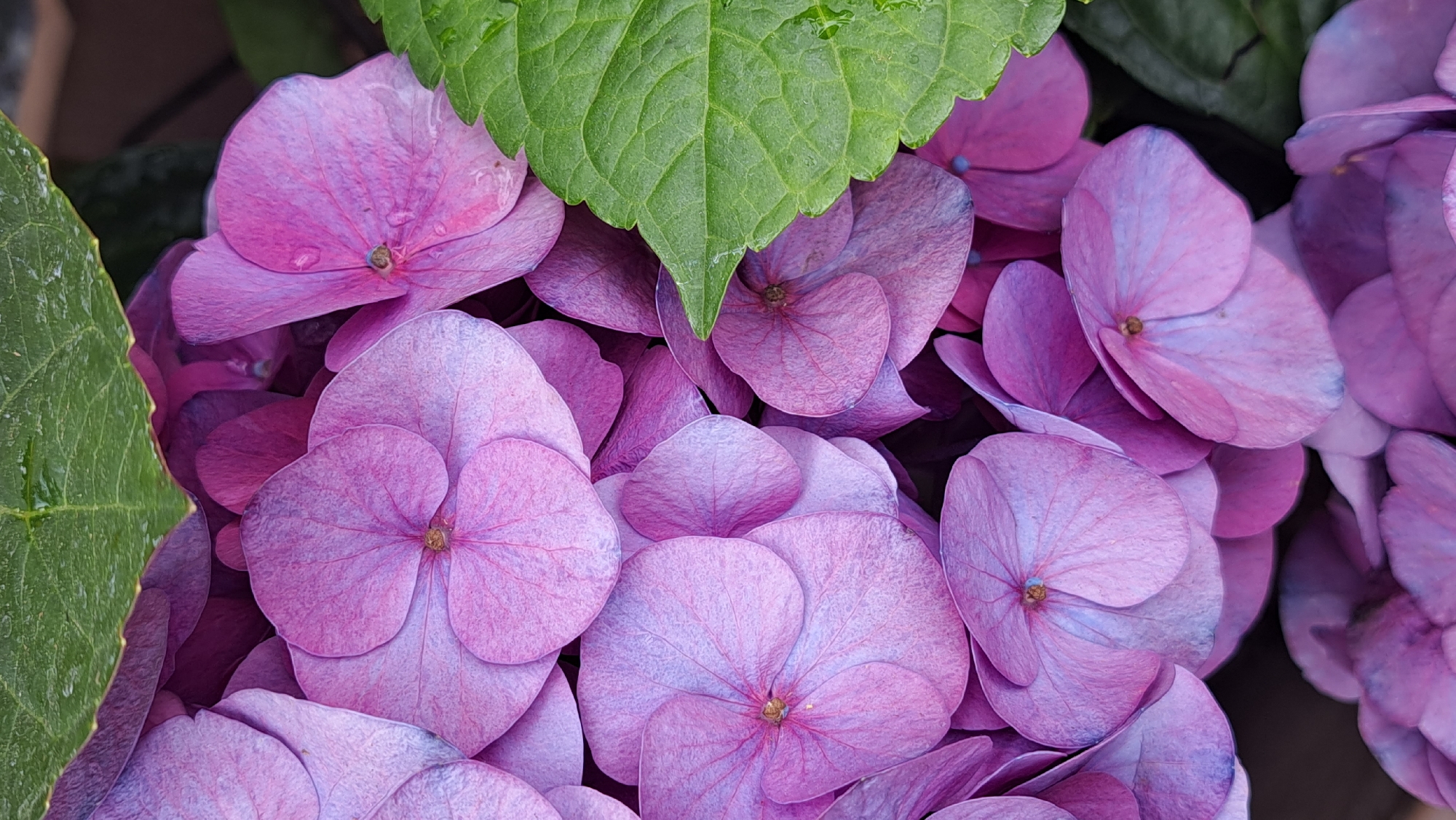 The image shows a close-up of a cluster of purple hydrangeas with two green leaves partially covering them. The petals are a mix of pink and purple hues. Some petals have water droplets on them.