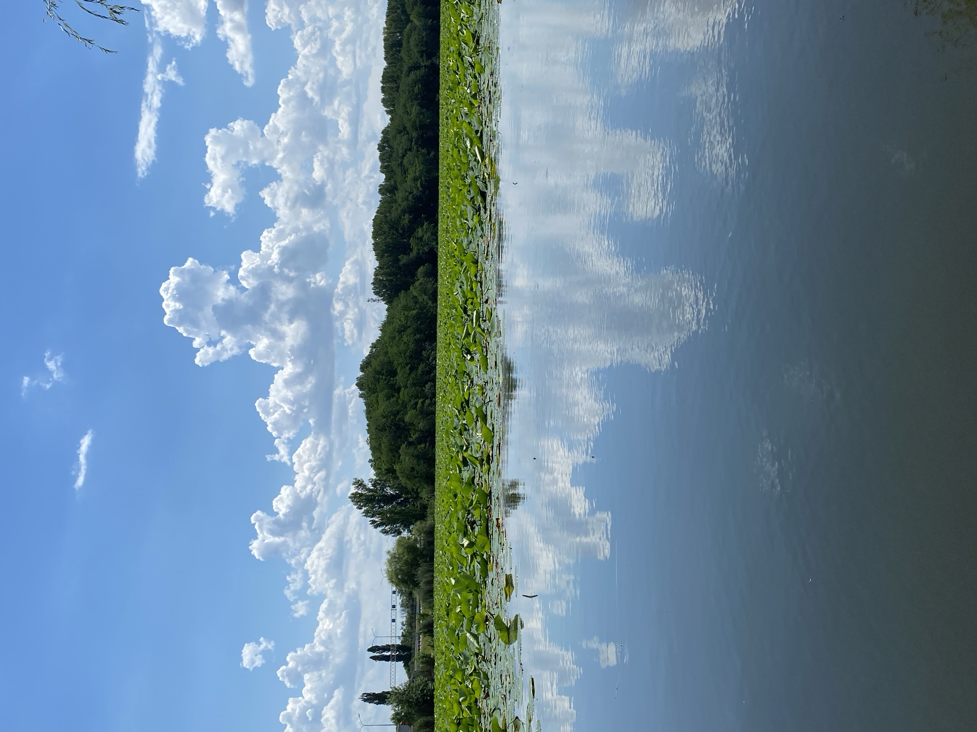 The image depicts a tranquil lake covered with a dense carpet of green lily pads. The water's surface beautifully mirrors the vibrant blue sky adorned with fluffy white clouds. In the background, a lush green forest forms a dense wall, contrasting with the distant view of a highway and transmission towers, suggesting proximity to urban infrastructure. The overall scene evokes a sense of natural serenity, with the reflection of the sky and clouds adding a layer of depth and visual interest.