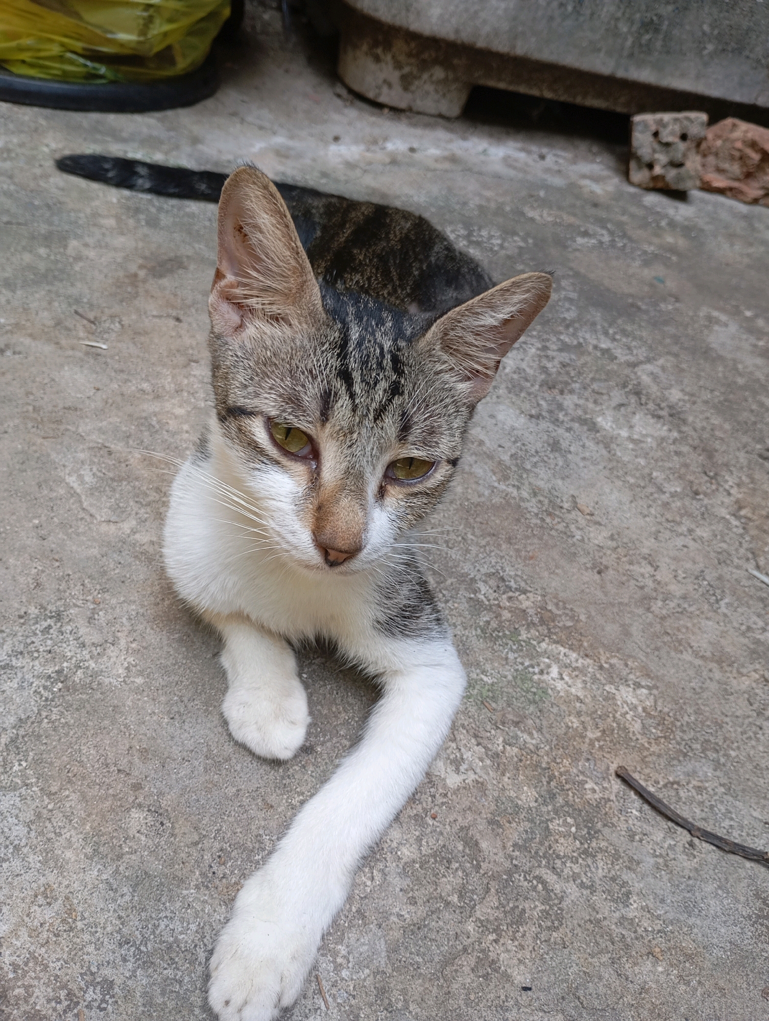 A tabby cat with white markings on its chest and paws is lying on a concrete surface. The cat has green eyes and is looking downwards. In the background, there is a yellow plastic bag and some bricks. The scene appears to be outdoors, possibly in a residential area of Balikpapan, Indonesia, given the concrete ground, outdoor setting, and general environment.