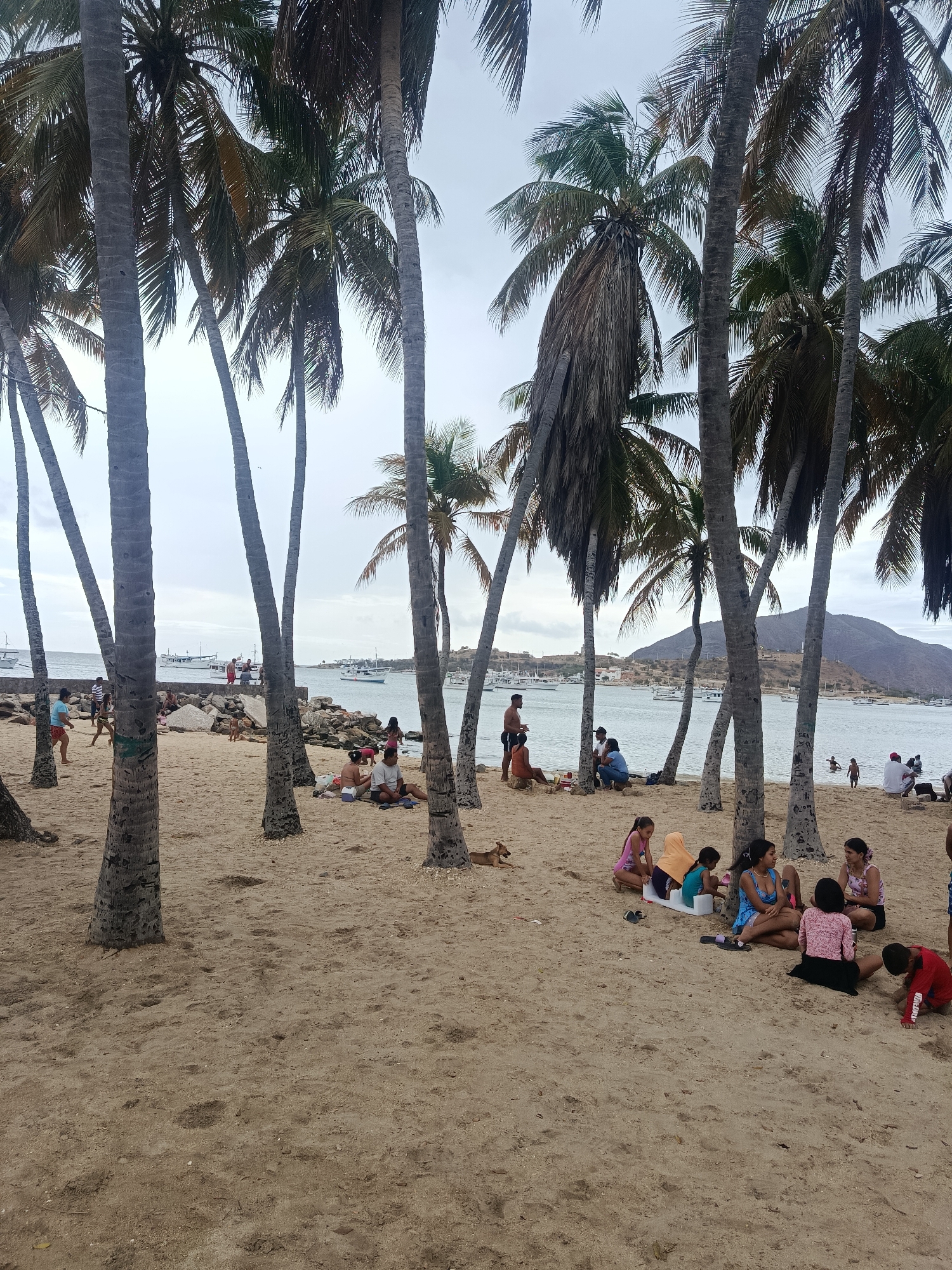 This image presents a wide-angle view of a busy beach in Juan Griego, Venezuela, under an overcast sky. The foreground and midground are dominated by numerous tall palm trees with visible grey-brown trunks, many leaning slightly, and green fronds at their crowns. The ground is a light brown sand, showing signs of disturbance from foot traffic.
Multiple groups of people, a mix of adults and children, are distributed across the sandy area. In the immediate foreground and mid-right, a group of approximately six children and young adults are seated on the sand; some wear swimwear, while one boy in a red shirt kneels, interacting with the sand. To their left, a small light brown dog lies on the sand. Further back on the sand, on the left, a man and woman are seated near a small cooler.
Towards the center, a rocky breakwater or jetty extends into the calm, light grey-blue bay water. Several individuals are visible on and around these rocks. Numerous small to medium-sized white boats are anchored or traversing the bay beyond the breakwater. Along the distant shoreline, scattered buildings and sparse vegetation are visible. On the far right, a large, light-colored mountain range forms the backdrop. The sky is uniformly light grey and overcast, diffusing light across the scene, preventing harsh shadows.