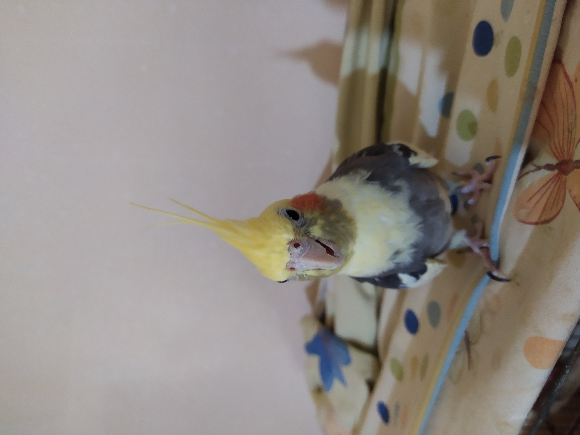 A young cockatiel with yellow crest feathers and grey and white plumage is perched on a patterned surface. The bird's beak is slightly open, and its dark eyes are visible. In the background, a wall with a subtle texture is visible, and a shadow is cast on the wall. The patterned surface appears to be a fabric or mat with circles of various colors and a depiction of a butterfly. There is no discernible indication of the city of Bilajari, Azerbaijan, or any urban environment in this image.