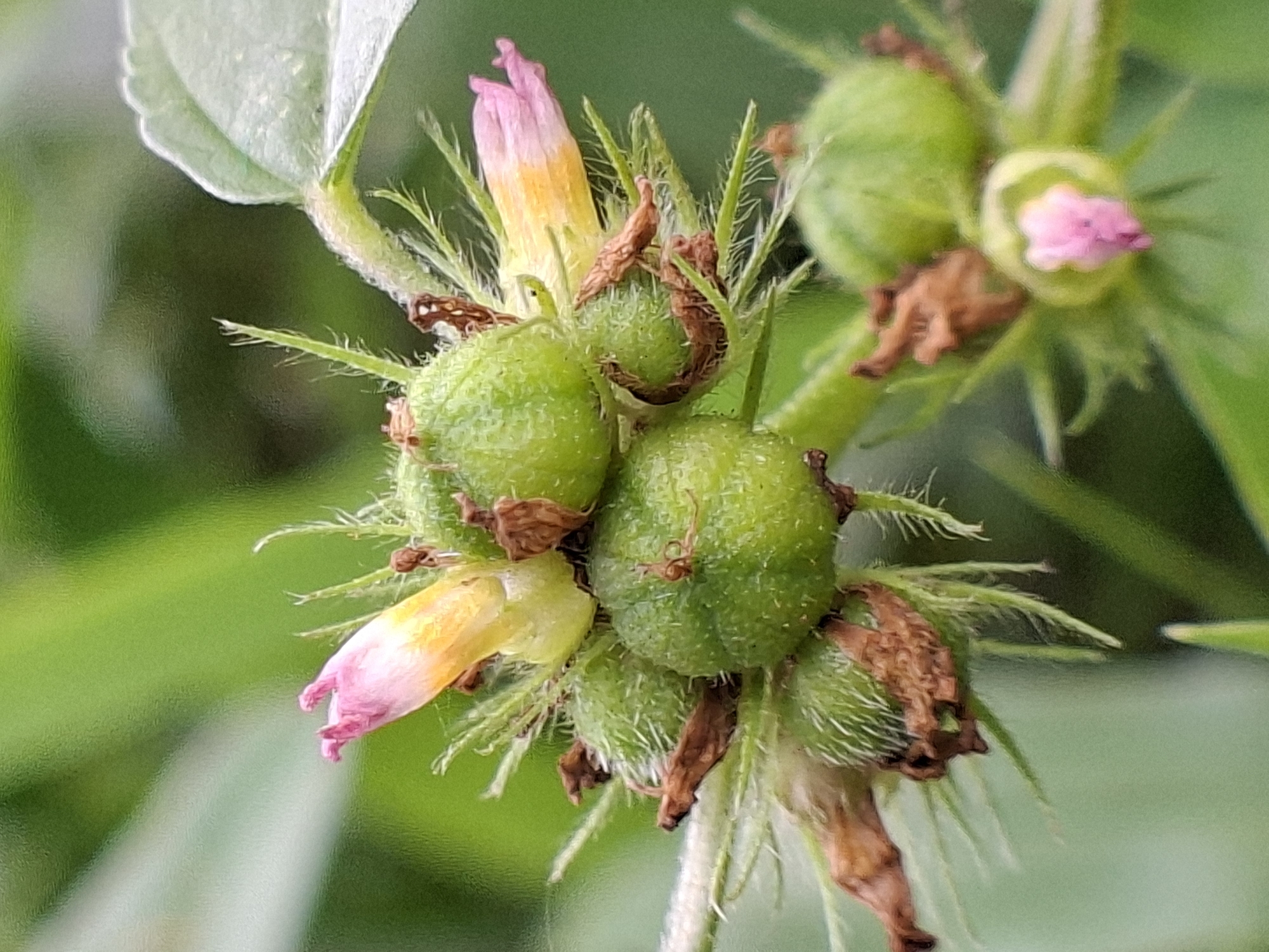 This close-up image shows a cluster of green, hairy seed pods with remnants of pink and yellow flowers attached. The plant is in an early stage of seed development. The background is blurred green foliage, suggesting a natural outdoor environment. The location information indicates this scene is likely in Kutaglumpang, Indonesia.
