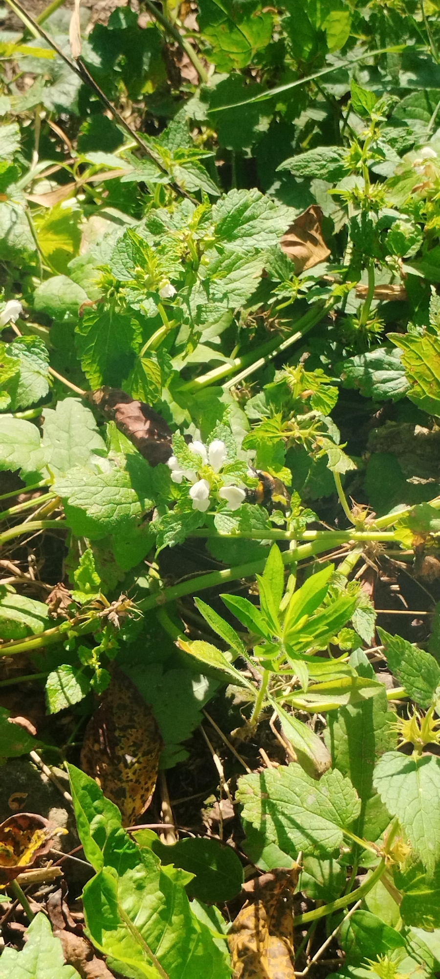In a sun-dappled natural setting, a bumblebee is captured in the act of foraging among a cluster of small white flowers. The bee, characterized by its fuzzy body and distinct black and yellow markings, is positioned to the right of the bloom cluster. Surrounding the flowers are lush green leaves with serrated edges, indicative of wild vegetation. The ground beneath is a mix of dark soil, dried leaves, and sparse dry grass. The overall impression is one of a moment in time within a natural, overgrown environment.