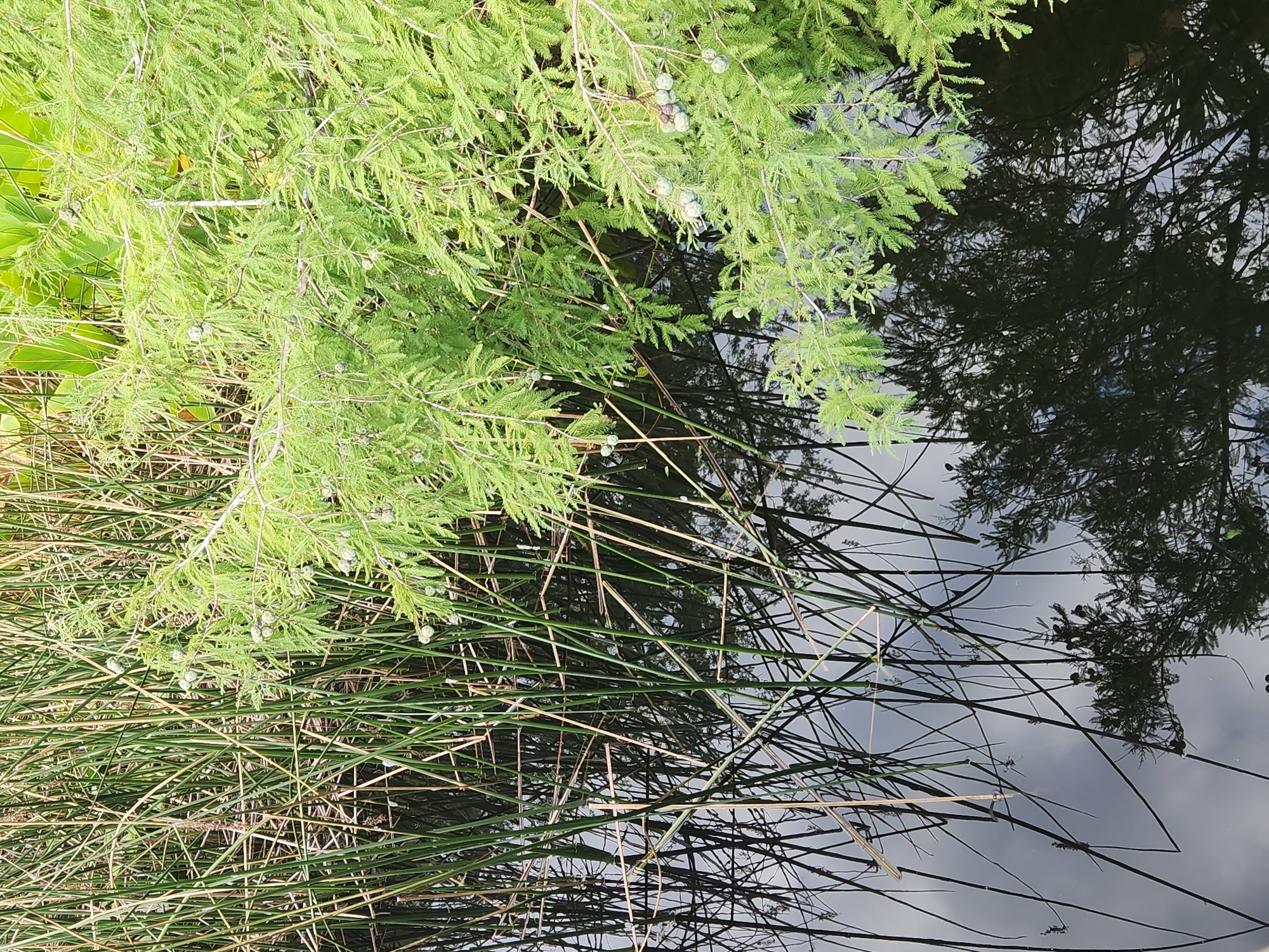 The image shows a body of dark water with tall, green reeds growing along the bank. Overhanging the water is a branch of a cypress tree with small, greenish-blue cones. The reflection of the reeds and the cypress tree are visible in the water, along with a reflection of the sky, which appears cloudy. The scene is outdoors and appears to be a natural environment. No people are present in the image.