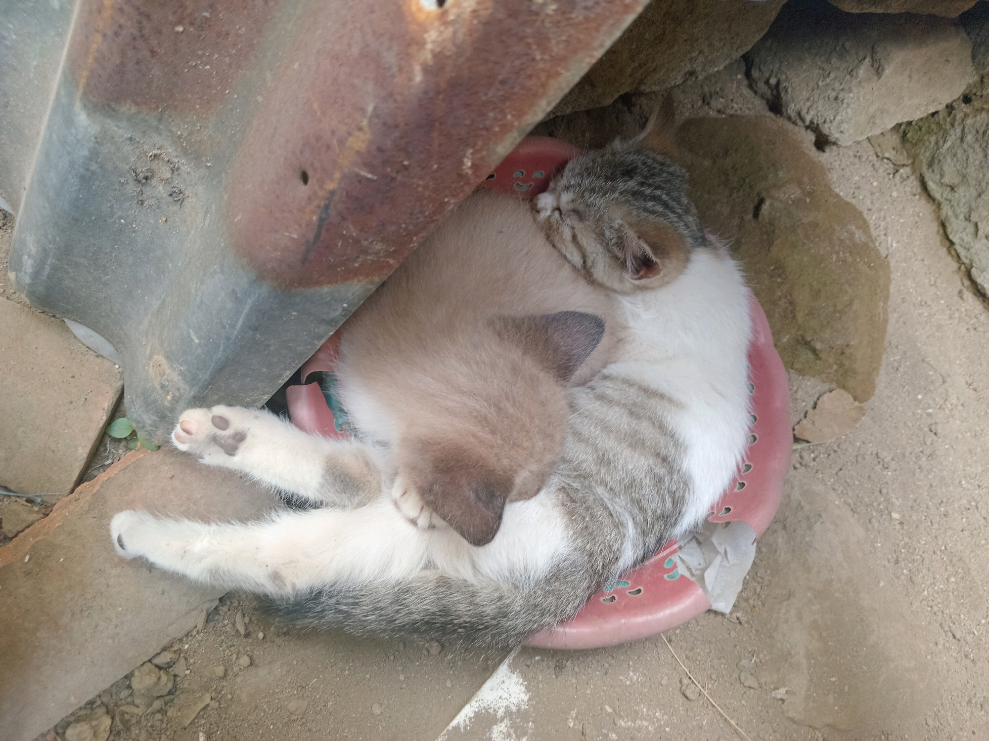 A kitten is sleeping in a pink bowl, curled up on its side. The kitten is white and gray with tabby markings. The bowl is placed on the ground, surrounded by dirt and rocks. In the background, there is a piece of corrugated metal, possibly part of a makeshift shelter. The environment appears to be outdoors, in a somewhat unkempt area, typical of a rural setting in Claket, Indonesia.