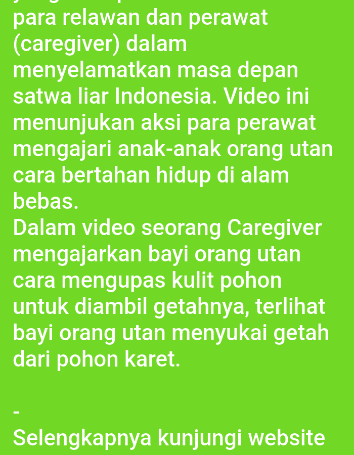 The image contains text on a bright green background. The text is in Indonesian and appears to be a description of a video. The first paragraph mentions volunteers and caregivers saving the future of Indonesian wildlife. The second paragraph describes a video where a caregiver teaches baby orangutans how to survive in the wild, including how to peel tree bark for sap. The third paragraph states that baby orangutans are seen drinking sap from rubber trees. The last line is a call to action to visit a website for more information. There are no visual elements in the image other than the text. Therefore, it is impossible to determine the location in Lhokseumawe, Indonesia, or provide any forensic details about people, subjects, objects, actions, interactions, or the environment.