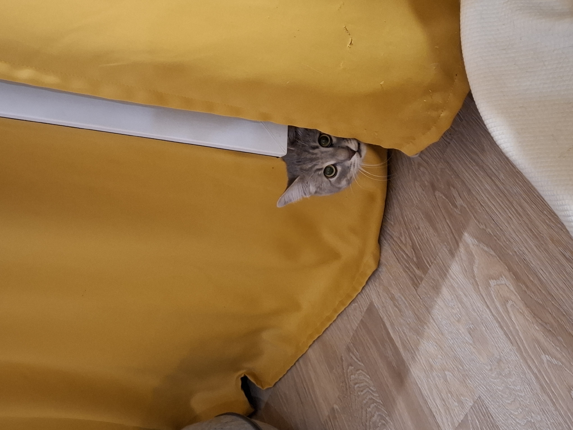 A domestic shorthair cat with grey tabby markings and green eyes peeks out from behind a bright yellow curtain. The cat's head and shoulders are visible, and it appears to be looking directly at the camera. The curtain is draped over what appears to be a piece of furniture, creating a dark space behind it. The floor in front of the curtain is made of light brown laminate flooring. The background is out of focus. The image was taken indoors, likely in a residential setting. No information is available regarding the specific location in Zemun Urban Municipality, Serbia, or the date and time the photograph was taken.