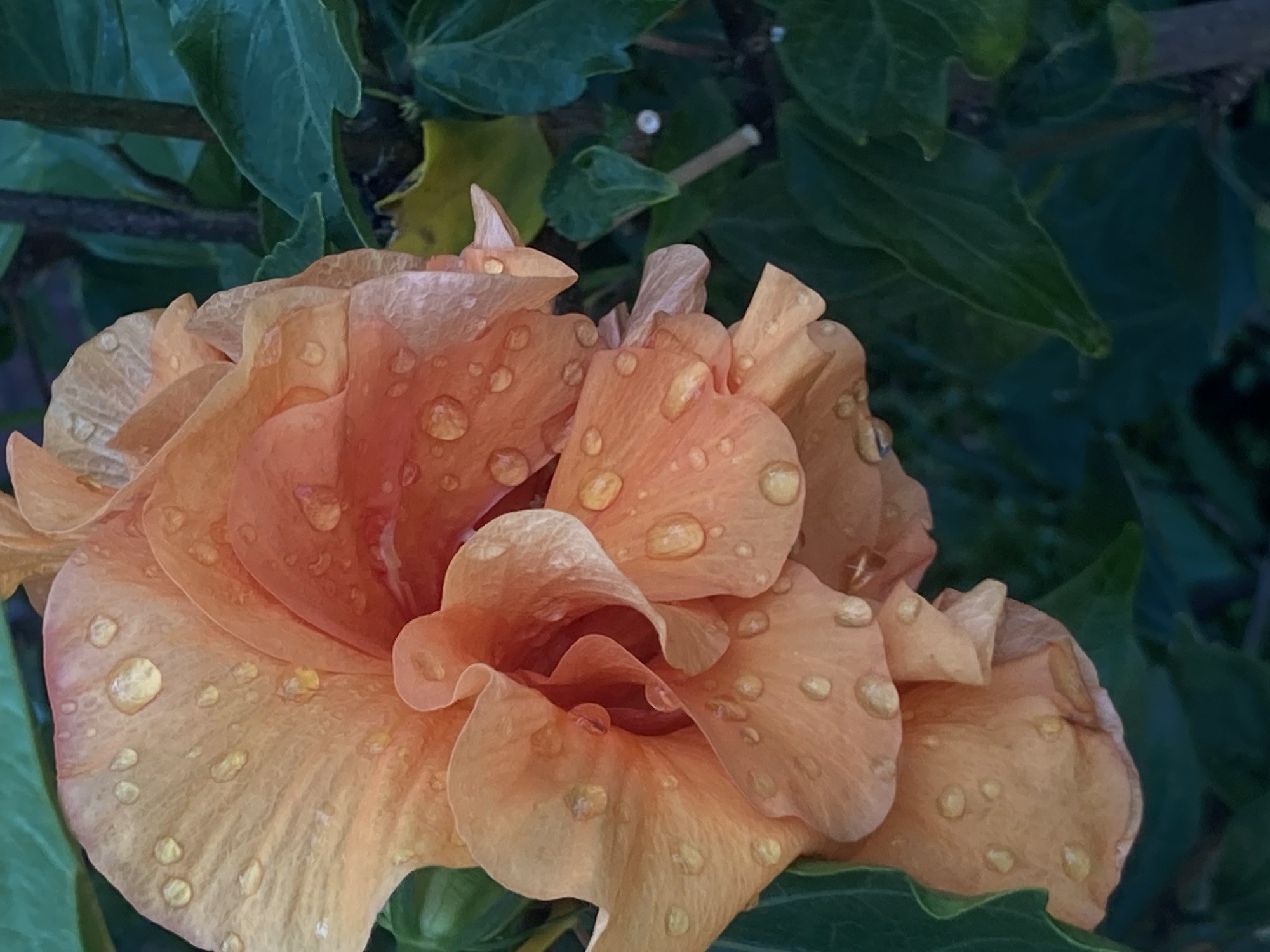 An extreme close-up photograph captures a vibrant, peach-colored hibiscus flower in the city of Kemer, Turkey. The petals are adorned with numerous glistening water droplets, suggesting recent rain or dew. The flower's textured surface, with its delicate veins and ruffled edges, is clearly visible. In the background, dark green foliage provides a lush contrast to the bright bloom, creating a sense of depth and natural beauty. The lighting appears to be soft, highlighting the dewdrops and the flower's soft texture.
