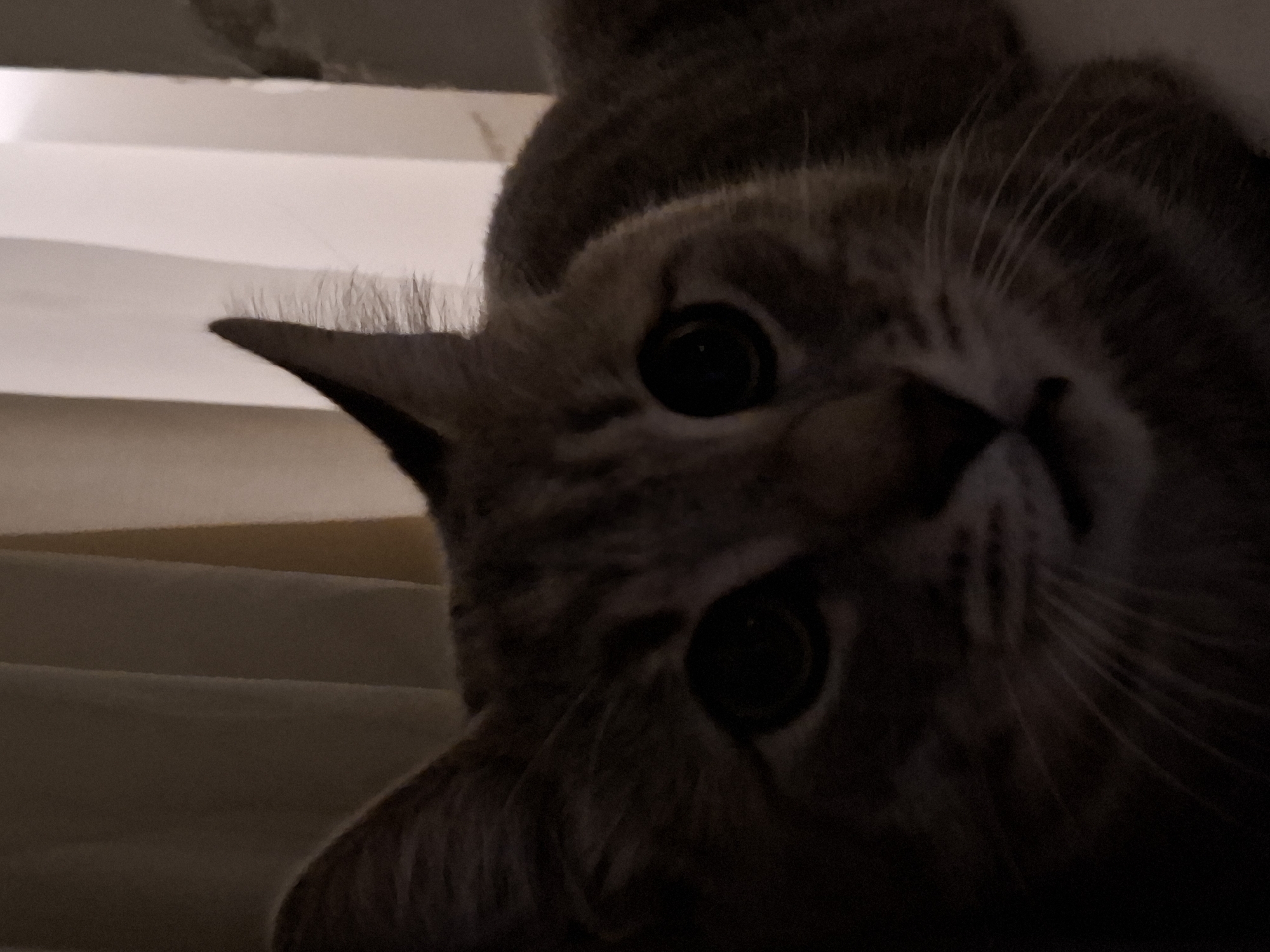 A close-up, low-light, portrait-style photograph captures a tabby cat's face. The cat is positioned slightly to the right of the frame, with its head tilted and eyes wide open, looking directly at the camera. The lighting is dim, casting shadows that obscure some of the cat's features, particularly on the left side of its face. The background consists of softly lit curtains, which appear to be made of a light-colored fabric and are partially drawn. The overall impression is one of quiet intensity, with the cat's large, dark eyes being the focal point of the image. This image was taken in Zemun Urban Municipality, Serbia.
