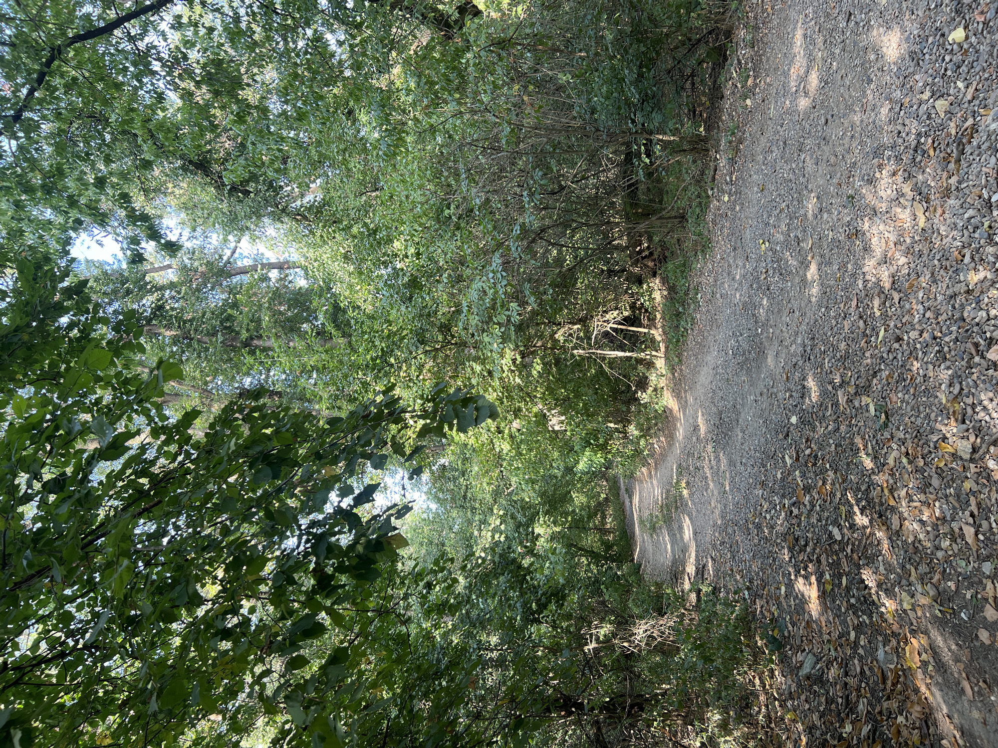 The image shows a gravel path winding through a dense forest on a sunny day. The path is covered with small stones and fallen leaves, indicating it is likely in an area with deciduous trees. Lush green foliage from trees and bushes flanks the path, with sunlight filtering through the canopy, creating dappled shadows on the ground. The path leads into the distance, suggesting a continuation of the forest. The scene is natural and serene, devoid of any human presence or man-made structures. The visual characteristics of the forest, such as the type of trees and the condition of the path, suggest a rural or park-like setting. It is impossible to determine the exact location within Kitskany, Moldova, from the visual information alone.