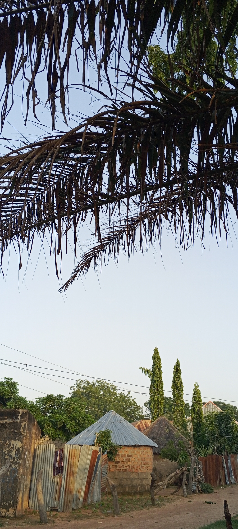 The image depicts a scene in Jalingo, Nigeria, characterized by a blend of natural elements and human structures. In the foreground, a corrugated metal fence, showing signs of rust and wear, separates a path from a compound. A few wooden posts are driven into the ground near the fence. Beyond the fence, a round, brick building with a conical, corrugated metal roof is visible. To its left, a rough, plastered wall extends from a structure. Further back, lush green trees form a dense backdrop. To the right of the brick building, another round structure with a thatched roof and a similar corrugated metal roof are partially visible. A pile of dry branches and twigs rests near the thatched-roof building. Tall, slender evergreen trees stand in a line behind the compound. Overhead, dry, brown palm fronds hang prominently in the upper portion of the frame, obscuring a clear view of the sky, which appears pale blue with a hint of haziness. Electrical wires stretch across the scene, connecting unseen poles. The overall impression is one of a rural or semi-urban residential area in Nigeria, marked by simple construction materials and the presence of vegetation.
