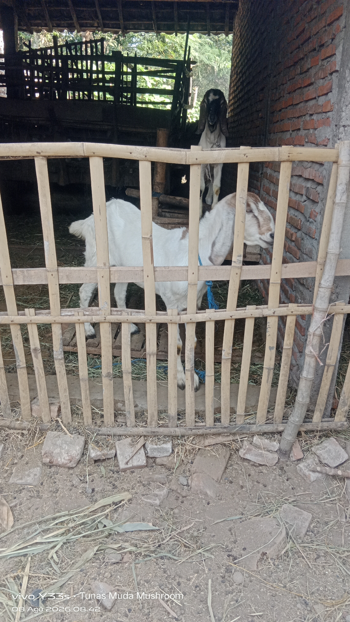 In Soco, Indonesia, a goat enclosure is captured in a photograph. The enclosure is constructed from bamboo poles and fencing, with a brick wall visible on the right side of the image. Inside, two goats are present: one white goat with brown markings on its head and neck stands in the foreground, facing right, with a blue rope around its neck. Another goat, mostly black and white, stands further back in the enclosure, facing the camera. The ground of the enclosure is dirt with some scattered straw and debris. The overall impression is of a rustic, rural setting.