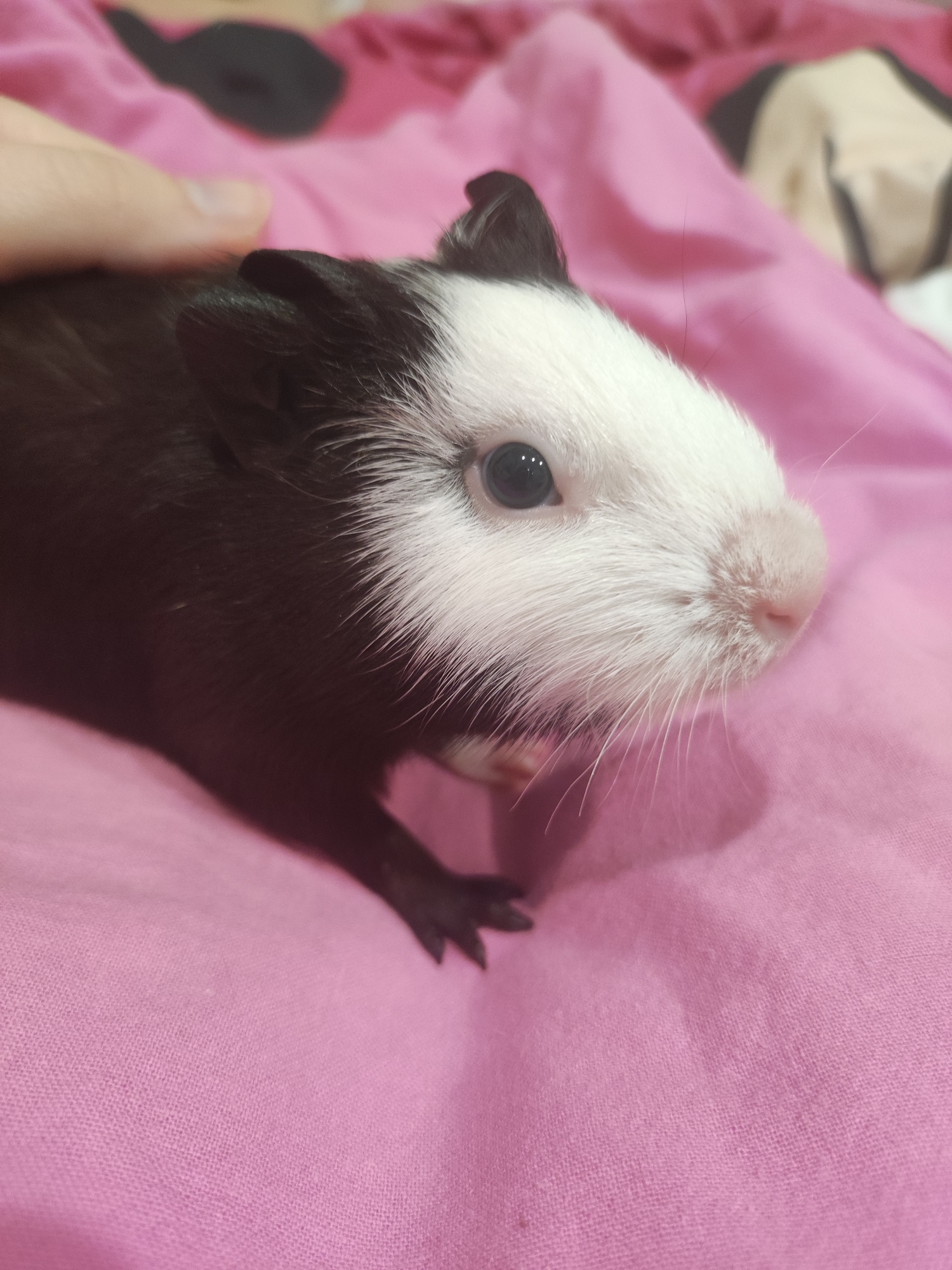 A close-up shot shows a guinea pig on a pink surface. The guinea pig has black fur on its head and body, and white fur on its face. A hand is gently touching its head. The background is slightly out of focus, showing a patterned fabric. The location cannot be determined as Votkinsk, Russia, from the provided visual information.
