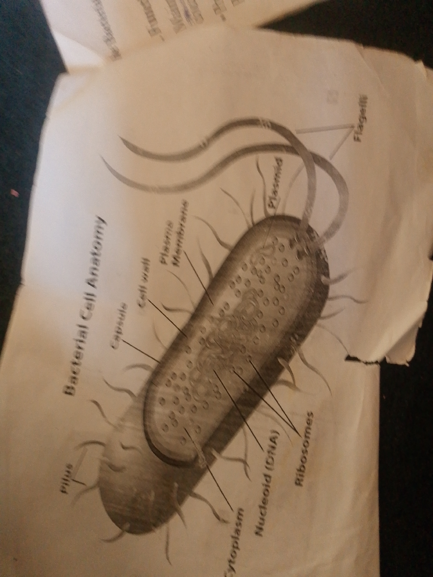 The image shows a diagram of a bacterial cell's anatomy on a piece of paper. The paper is placed on a dark, textured surface, likely a desk or fabric. The diagram labels various parts of the bacterium, including Flagella, Plasmid, Plasma Membrane, Cell Wall, Capsule, Pilus, Cytoplasm, Nucleoid (DNA), and Ribosomes. The text is clear and legible, with lines pointing from the labels to the corresponding parts of the illustration. The paper appears to be slightly crumpled and torn at the edges, suggesting it might be a handout or a page from a textbook or notebook. There are no people or animals visible in the image. The lighting suggests an indoor setting, possibly during the day or with artificial light. The overall scene is of an educational diagram being presented.