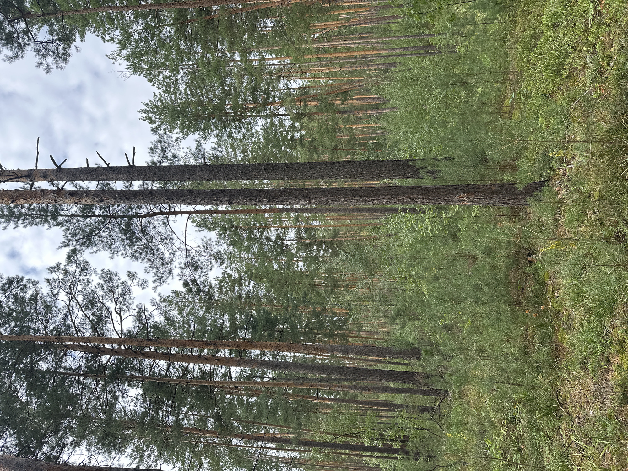 A dense pine forest surrounds a dirt path in Sokolovo, Russia. Tall, mature pine trees with rough, reddish-brown bark dominate the scene, their needles forming a thick canopy overhead. In the foreground, younger pine saplings and various green undergrowth create a layered texture. The ground is covered in moss, pine needles, and patches of grass. The sky above is overcast, with soft gray clouds. The overall atmosphere is tranquil and natural, characteristic of a forest environment in the region.