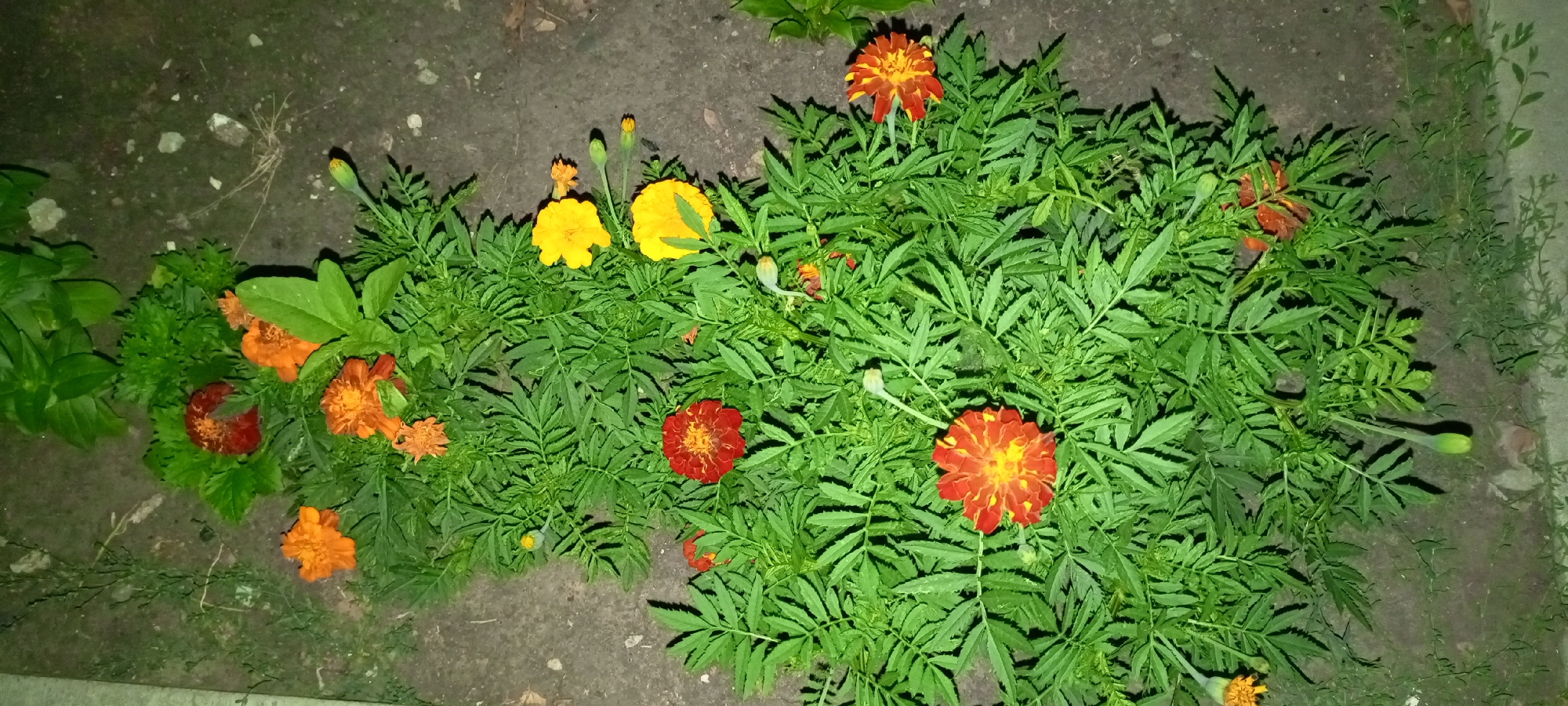 The image is a nighttime outdoor photograph of a flowerbed containing marigolds and other green foliage. The flowerbed is situated on dark, unpaved ground, likely soil or dirt, with scattered small rocks and debris. The marigolds are predominantly in shades of orange, red, and yellow, with some buds visible. The foliage is lush and green, with finely serrated leaves characteristic of marigolds. A faint light source illuminates the scene, casting shadows. The photograph appears to be taken from a slightly elevated, oblique angle. The setting is likely a garden or public space within the city of Kirsanov, Russia. No people are present in the image.
