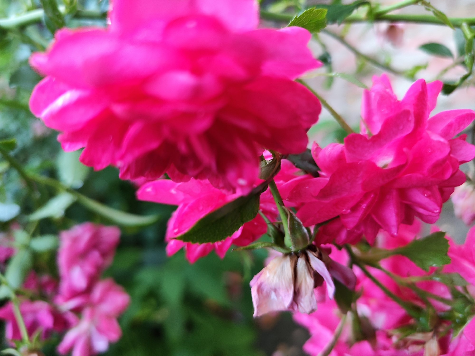 The image is a close-up, low-angle, macro photograph of a cluster of vibrant pink flowers, possibly roses, in soft focus. The flowers are the primary subjects, with intricate petal details visible, some appearing slightly wet. In the foreground, a few wilted, pale pink petals are present, contrasting with the blooming flowers. The background consists of blurred green foliage and stems, suggesting an outdoor garden setting. The lighting appears natural and diffused, possibly indicating an overcast day or shaded area. There are no people, animals, or man-made structures prominently featured. The scene is devoid of any context that would place it specifically in Makiivka, Ukraine, or any other urban location.