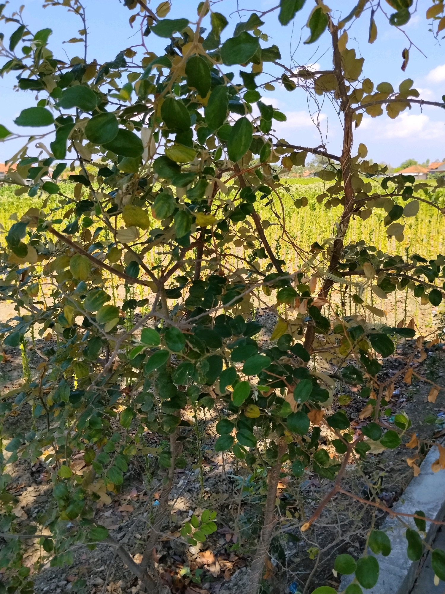 A medium shot captures a branch of a leafy tree with green and yellow leaves against a bright blue sky on a sunny day. The tree is in Polagan, Indonesia. The branches are thin and brown, with some dried leaves visible. The background features a field of green vegetation, likely crops, stretching towards the horizon. In the distance, the roofs of houses are visible, suggesting a rural or semi-rural setting within the city. The ground beneath the tree is covered with dry leaves and soil. The lighting indicates it is daytime, with the sun casting some shadows on the ground.