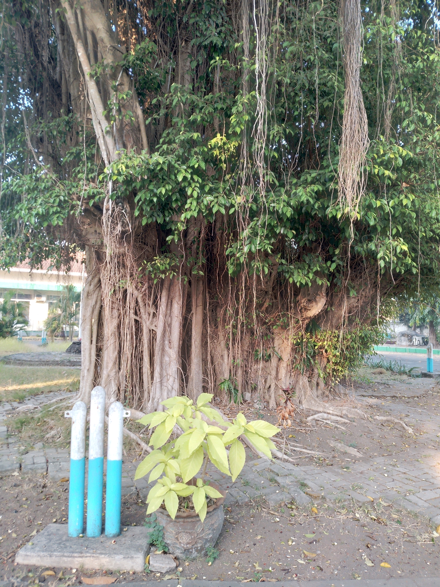 The image shows a large, mature banyan tree with numerous aerial roots cascading down. The tree is located in a public space with a paved walkway in the foreground, made of interlocking grey bricks. To the left of the tree, there are three cylindrical bollards, two painted white at the top and blue at the bottom, and one entirely white. Next to the bollards and slightly in front of the tree, a potted plant with light green leaves sits in a decorative grey planter. The ground around the tree is covered in soil, fallen leaves, and some small green fruits. In the background, there is a building with a light-colored facade and a green roof, possibly a school or administrative building, with some palm trees visible. The overall scene suggests an outdoor area in a city or town in Patianrowo, Indonesia, likely a park or a street lined with trees. The lighting indicates it is daytime, with the sun casting shadows.