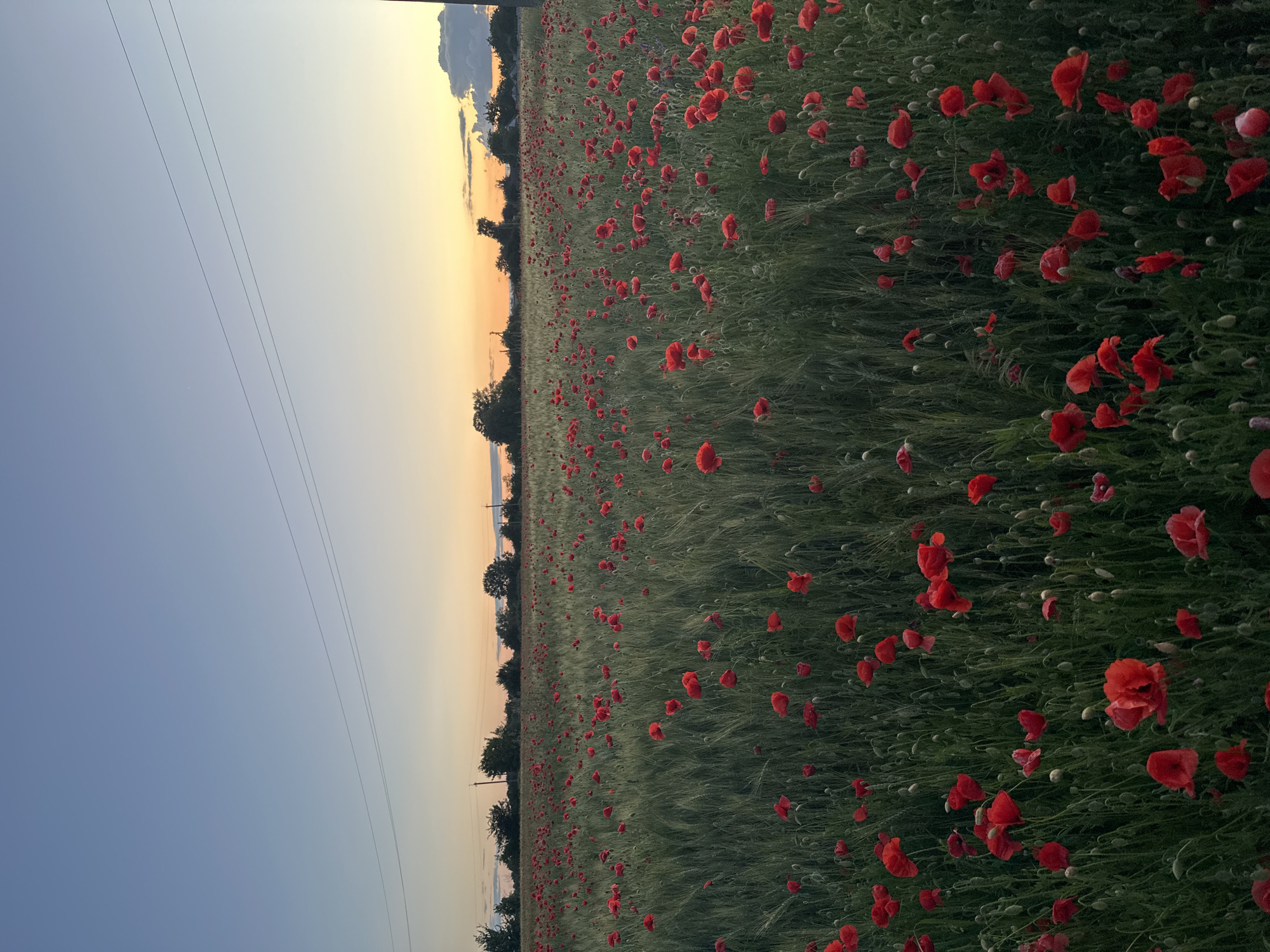 The image shows a wide, vertical shot of a field of red poppies under a dusky sky. The field fills the right side of the frame, with dense green stalks and numerous bright red poppy flowers scattered throughout. The poppies appear to be in bloom, with many open petals and some buds visible. The field extends into the distance, creating a sense of depth.
On the left side of the frame, the sky transitions from a pale blue at the bottom to a warm yellow and orange gradient near the horizon, suggesting either sunrise or sunset. Three thin, dark lines, which appear to be power lines, run diagonally across the sky. A faint, small, bright spot, possibly a planet or star, is visible in the blue portion of the sky.
Along the horizon, between the field and the sky, is a line of dark silhouettes of trees. There are also hints of structures or poles visible among the trees, possibly associated with the power lines.
The overall scene evokes a sense of natural beauty and tranquility, characteristic of a rural landscape at dusk or dawn. The vastness of the poppy field and the serene sky contribute to a peaceful atmosphere. The image was captured in Ustyvytsia, Ukraine. No visible text is present.