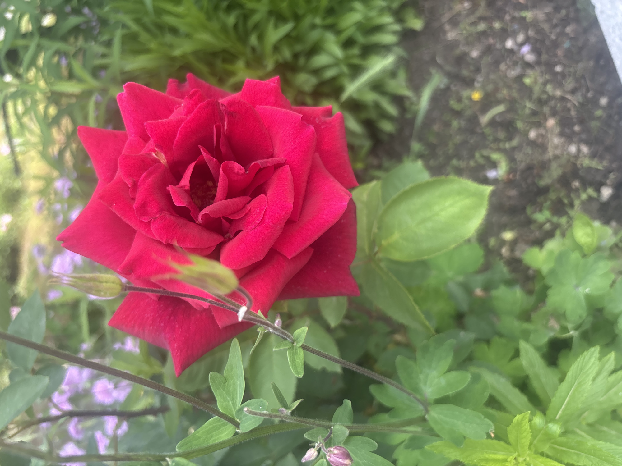 The image shows a close-up of a red rose in a garden setting. The rose is in full bloom, with visible petals and a central bud. Green leaves surround the rose, providing a natural background. There are also some small purple flowers or buds and thin, dark stems visible in the lower left area of the image. The location, Siva Reka, Bulgaria, is not discernible from the image itself. No people are visible.