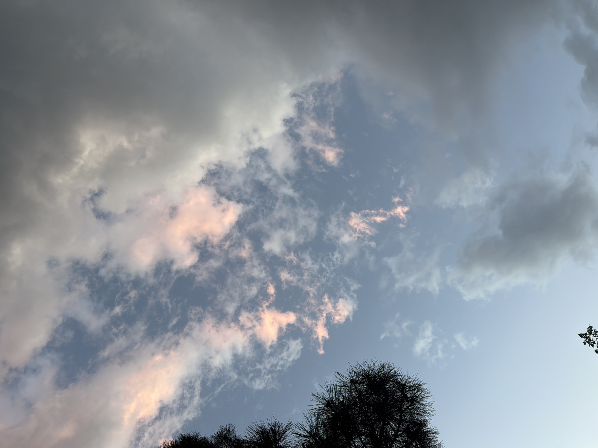 The image is a low-angle shot of the sky, possibly taken in Sofia, Bulgaria. Dominating the view are various cloud formations. Along the top and sides of the frame are thick, grey clouds, suggesting an overcast condition. In the center, there's a break in the clouds revealing a blue sky with scattered, pink-tinged clouds. The lower portion of the image shows the silhouetted tops of trees with needle-like leaves. The overall scene depicts a late afternoon or early morning sky with a mix of heavy clouds and clearer patches.