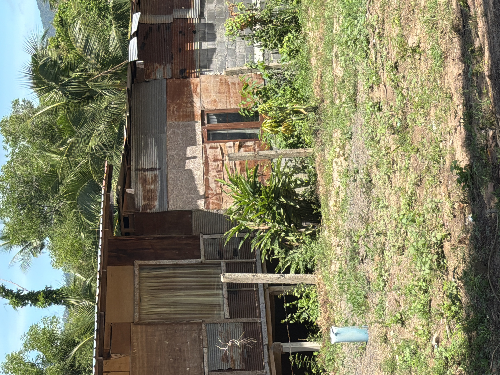 A close-up, eye-level shot captures the side of a rustic, weathered structure in Baan Bo Phut, Thailand. The building's exterior is a patchwork of corrugated metal and rough wood panels, suggesting a construction built over time or from salvaged materials. A large window with light-colored curtains is visible on the left side of the building, partially obscured by the rough wooden siding. To the right of this window, smaller corrugated metal panels form part of the wall. Further to the right, a smaller, dark-framed window is set into a section of the wall that transitions to concrete blocks. Lush green foliage, including large-leafed plants and palm fronds, surrounds the structure, with the greenery extending into the background where more trees and a hint of a distant hill are visible under a bright, clear sky. In the foreground, the ground is covered in dry, patchy grass and dirt, with a blue cylindrical object, possibly a water pipe fitting or marker, standing upright on the left side. Several wooden posts and wire fencing are also visible, indicating the boundary of the property. The scene conveys a sense of rural or semi-developed living in a tropical environment.