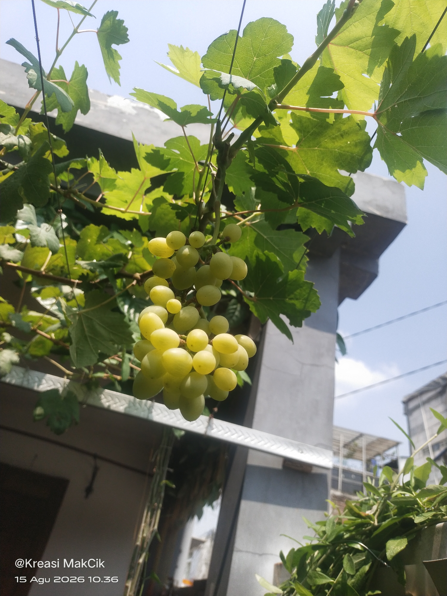 A cluster of ripe green grapes hangs from a vine, illuminated by sunlight against a clear blue sky. The grapes are round and plump, with a slight translucent quality. Several broad, green leaves, characteristic of a grape vine, frame the fruit, some catching the light and appearing vibrant yellow-green. In the background, a modern building with grey concrete walls and some scaffolding is visible. The perspective suggests the photograph was taken from below, looking up towards the grapes and the sky. The lower left corner of the image displays a watermark with the text "@Kreasi MakCik" and a date and time stamp "15 Agu 2026 10.36". The scene appears to be an outdoor setting, likely a garden or balcony in a residential area, possibly in Bringinbendo, Indonesia given the watermark's mention of "MakCik" which is a common Malay/Indonesian familial term.