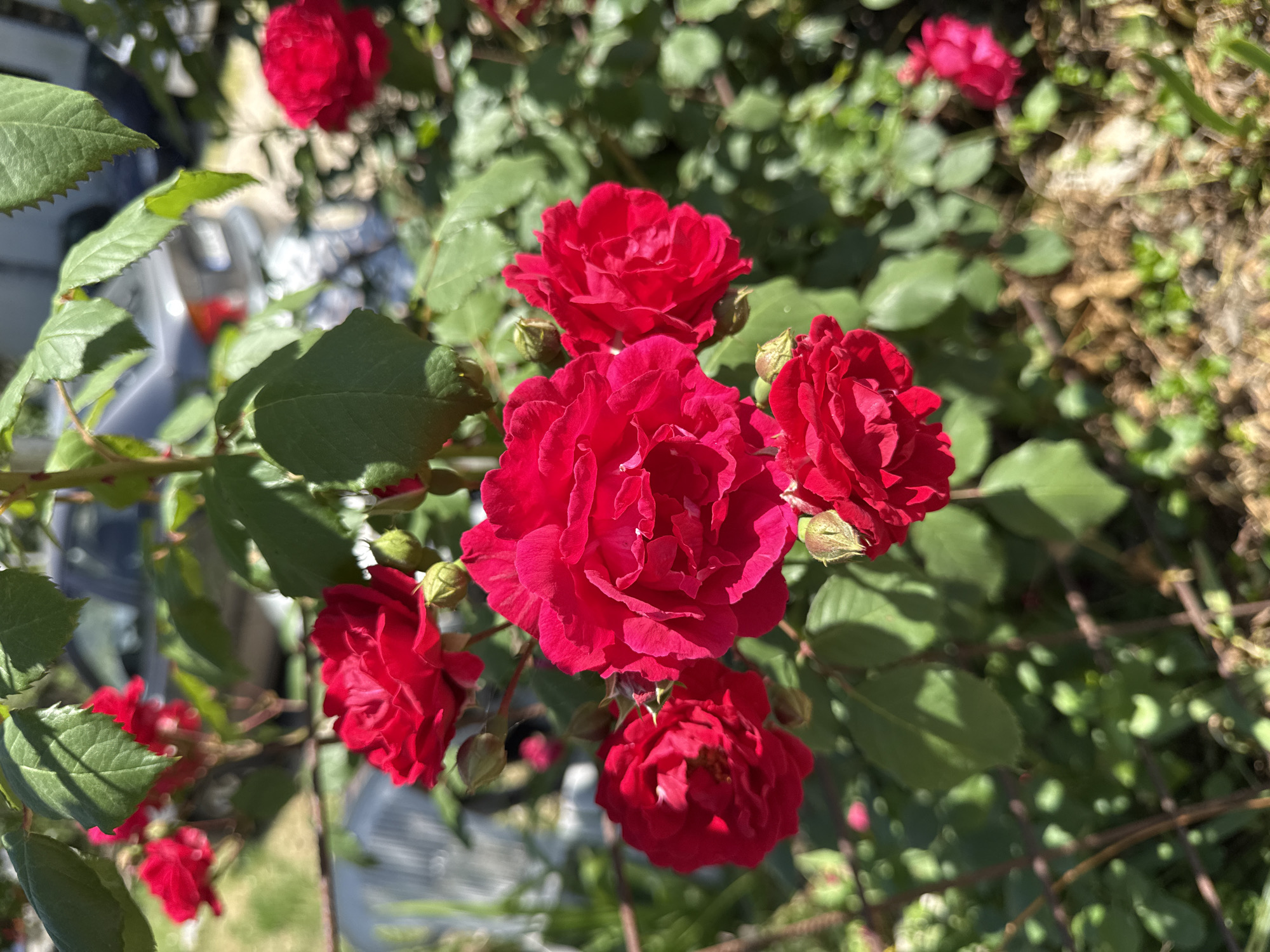 The image shows a cluster of bright red roses blooming outdoors. The flowers are the focal point, with a central rose in full bloom and several other roses in varying stages of opening surrounding it. Green leaves and buds are visible throughout the image. The background consists of more foliage and some out-of-focus objects, possibly parts of a building or other structures. The scene appears to be taken during daylight hours, with natural sunlight illuminating the flowers and leaves. The location is Đenovići, Montenegro.
