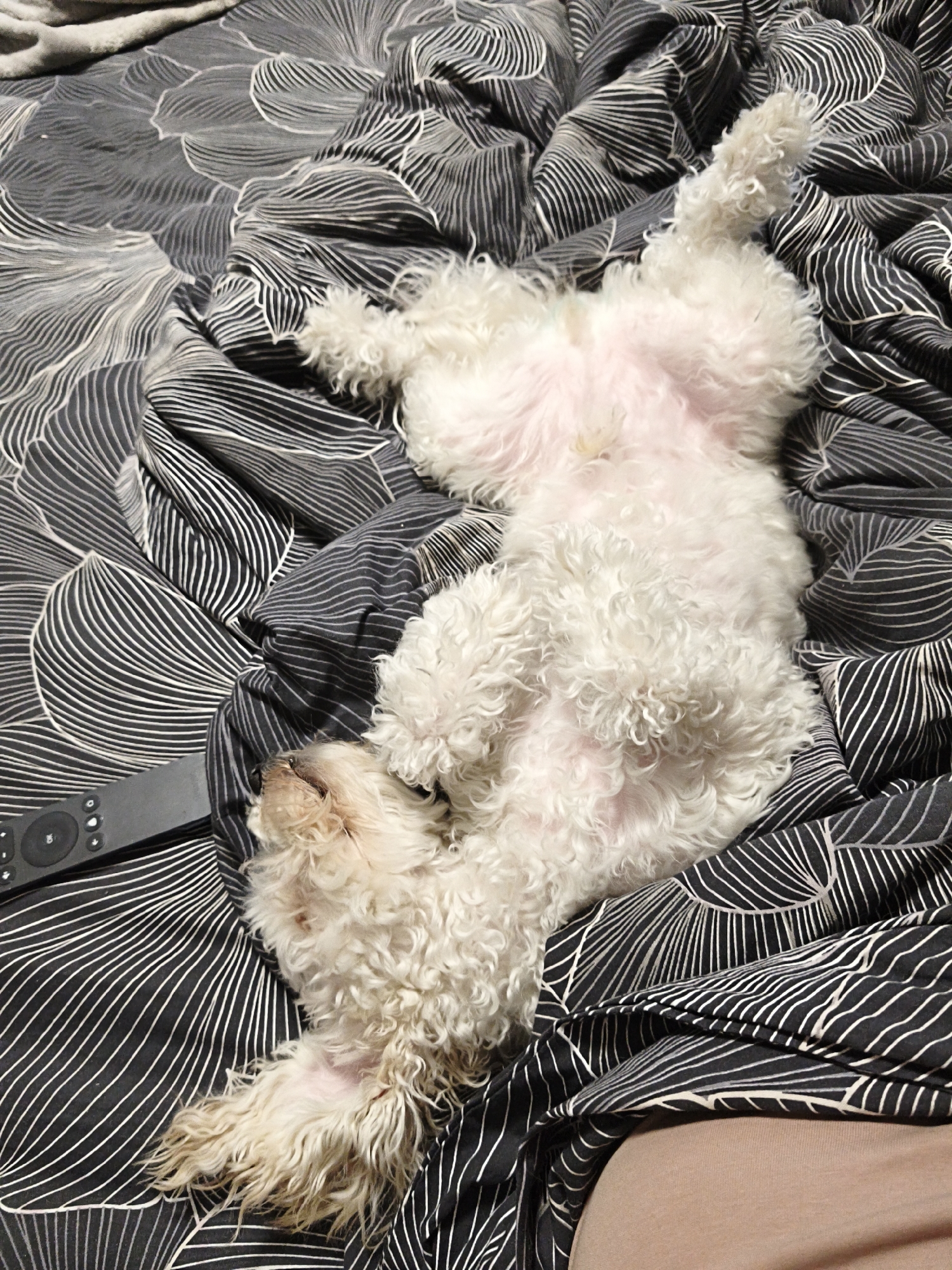 A small, white, curly-haired canine is observed lying supine on a bed in the city of Chaikovsky, Russia. The dog's ventral abdomen, which appears light pink, is exposed, and its limbs are splayed. Its head is positioned towards the left of the frame, with eyes closed, indicating a state of rest or sleep. The fur on its face and lower limbs exhibits a slight brownish discoloration. The canine rests on bedding characterized by a dark background with a repeating white linear pattern resembling abstract foliage. A black remote control with circular buttons is situated on the bedding to the left of the dog's head. A human leg, covered in light brown fabric, is partially visible in the bottom right corner of the frame.