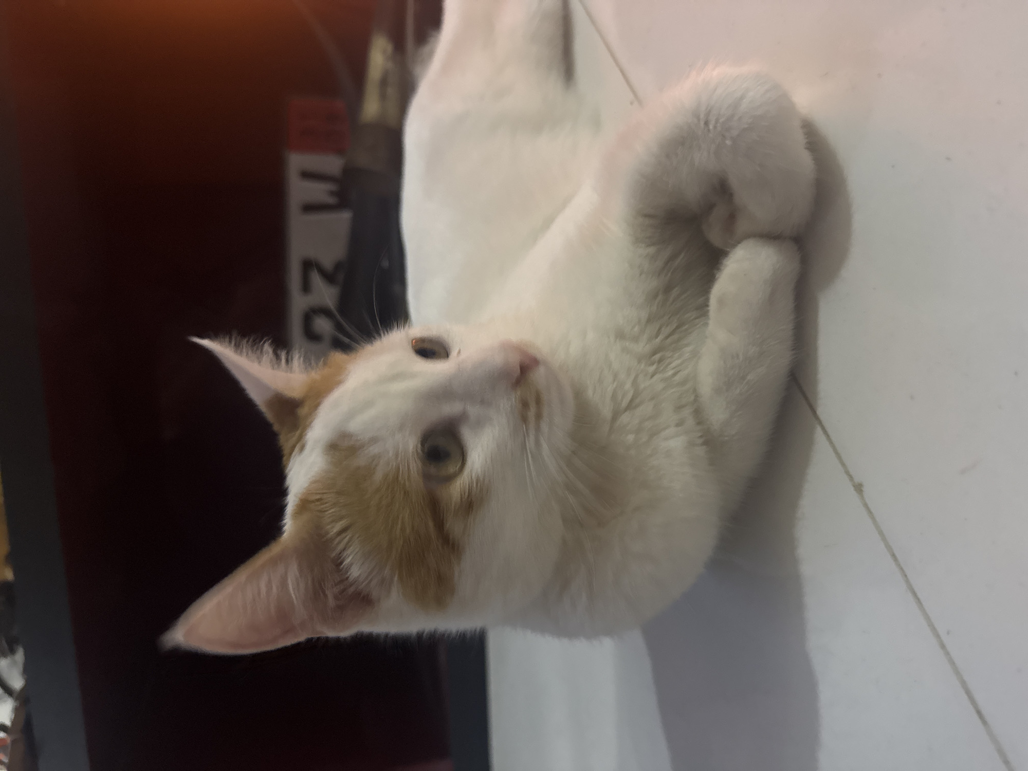 An orange and white cat is lying on a tiled floor indoors. The cat is looking to its right with its paws crossed. In the background, there is a dark shelf and some blurry objects that appear to be license plates. The scene does not provide any information about the city of Tbilisi, Georgia.