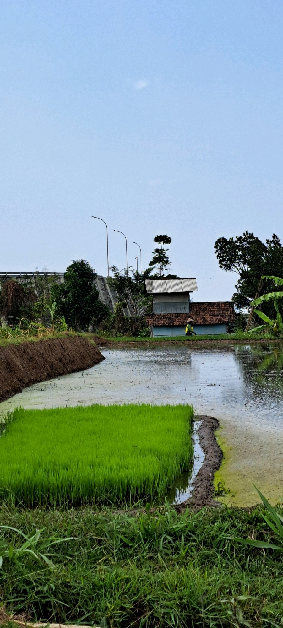 In the city of Sumber Suko, Indonesia, a rice paddy is depicted under a pale, cloudy sky. The foreground features lush green rice seedlings neatly planted in a section of the paddy, bordered by a raised dirt embankment. Adjacent to the seedlings, a flooded area of the paddy reflects the overcast sky. In the middle ground, a person wearing a conical hat and a yellow shirt can be seen working in the paddy, their figure small against the vastness of the field. Behind them, a small building with a corrugated metal roof and brick foundations stands, partially obscured by foliage. Several tall trees and a few streetlights are visible in the background, suggesting a rural or semi-rural setting on the outskirts of the city. The overall scene captures a moment of agricultural activity within the Indonesian landscape.