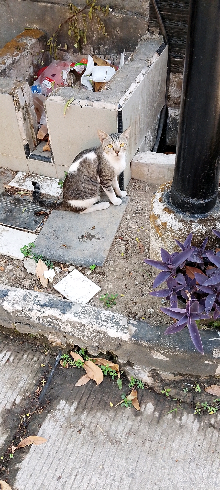 A tabby cat with white markings sits on a concrete slab next to a black pole. The cat is looking towards the viewer with yellow eyes. In the background, there is a concrete structure overflowing with trash, including plastic bags and wrappers. To the right of the cat, a plant with purple leaves is visible. The scene is outdoors, with cracked concrete paving and scattered leaves on the ground. The location is identified as Satriamekar, Indonesia.