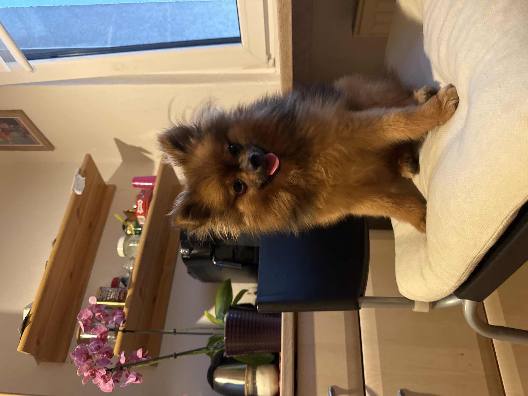 The image captures an indoor scene, likely a cozy domestic setting in Arzberg, Germany, centered around a small, fluffy dog. The dog, possibly a Pomeranian due to its characteristic appearance, has reddish-brown and darker brown fur and is looking directly at the viewer. Its tongue is slightly out, giving it a curious and playful expression. It is sitting on a light-colored, possibly beige, cushion that appears to be part of a chair, with the dark frame of the chair visible beneath.
In the background, natural light enters from a window on the left, revealing a light blue sky outside, suggesting it is daytime. To the left of the dog, a series of wooden shelves are mounted on the wall, holding various household items such as bottles, jars, and other containers. A vibrant pink orchid plant is prominently displayed on a lower shelf, adding a splash of color. Further back, a dark appliance, possibly a coffee maker, can be seen on a counter. A framed picture hangs on the wall in the upper left corner. The overall atmosphere is warm and inviting. No discernible text is visible in the image.