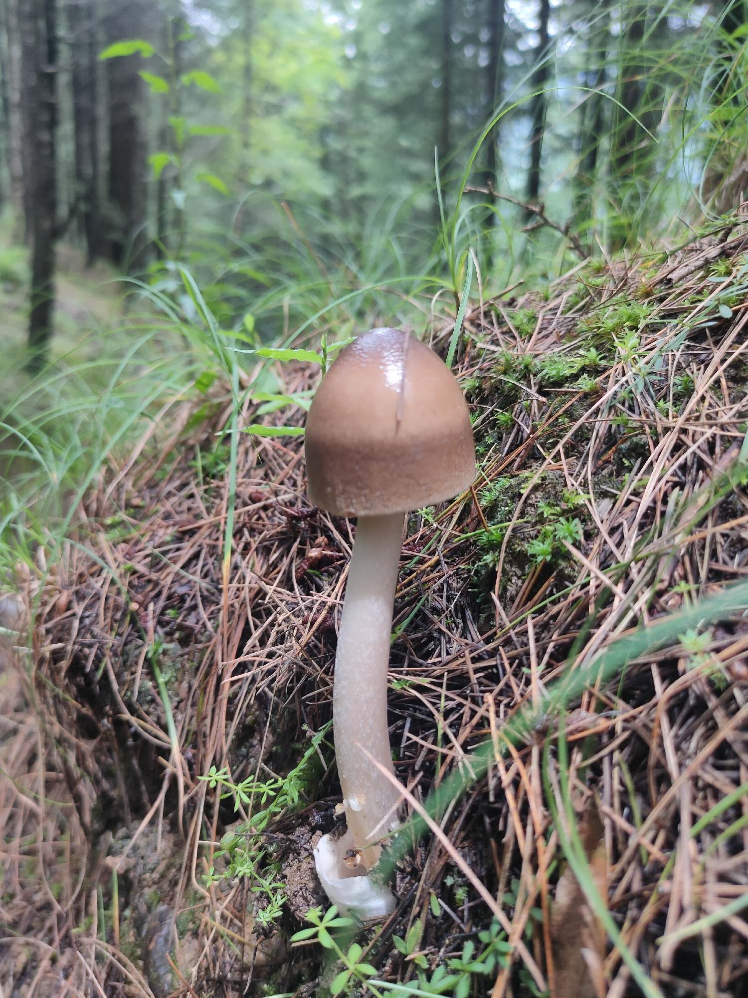 A single, light brown mushroom with a pale stem stands in a forest floor covered with pine needles and moss. The mushroom is in focus, with its cap showing a smooth, slightly shiny surface. The background is a blur of green foliage and dark tree trunks, suggesting a dense forest environment. The image has been taken in a natural setting, likely a forest. The specific location in Manali, India is not determinable from the image alone.