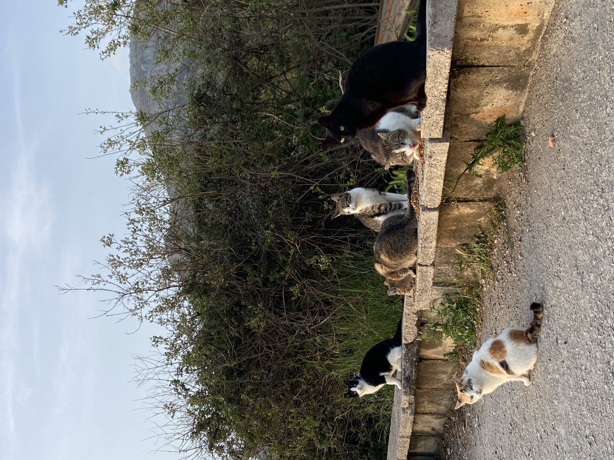 The image depicts a group of cats feeding along the side of a concrete structure beside a paved road. This location is near the city of Bar, Montenegro, indicated by the surrounding trees, mountain, and sky. There are six cats visible, each with varying colors and patterns. One cat is black, another is black and white, one is calico, and the other three are a mixture of white, gray, and brown. The cats are positioned alongside a low concrete wall or curb. The cats appear to be eating out of bowls or scattered food on the ground. Bushes and other foliage can be seen in the background. A mountain is in the background and part of the blue sky is visible.