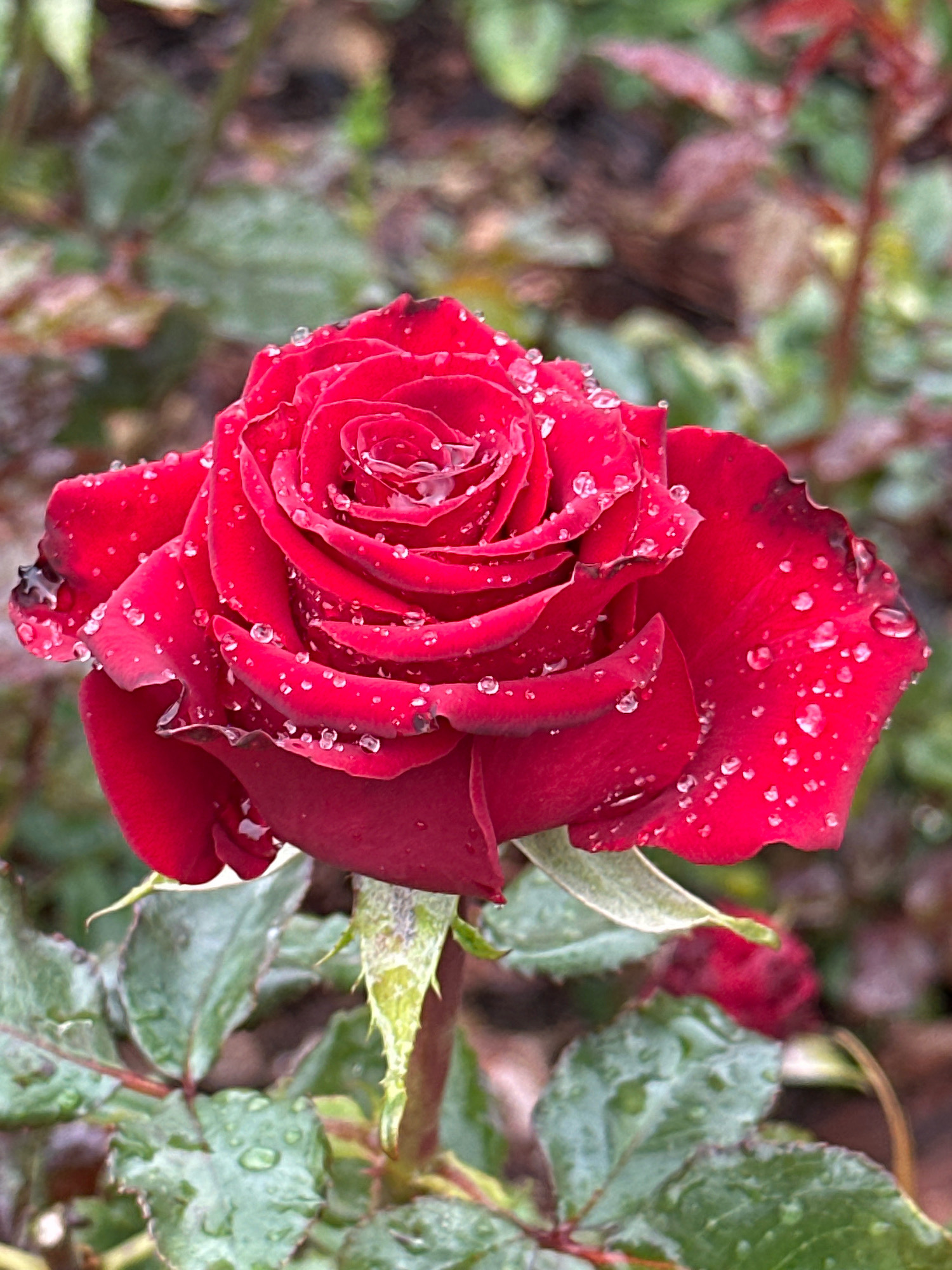 A close-up, vertical shot captures a vibrant red rose in full bloom, adorned with numerous glistening water droplets. The rose's petals are unfurling in a classic spiral pattern, with the outermost edges showing a slightly darker, almost black hue. The background is a softly blurred tapestry of green and brown foliage, suggesting an outdoor setting. The image appears to have been taken in Minsk, Belarus, possibly in a botanical garden or a well-maintained park, given the apparent health and beauty of the rose. There are no people or animals visible in the frame. The overall impression is one of natural beauty and freshness, enhanced by the presence of dew or rain on the delicate petals.