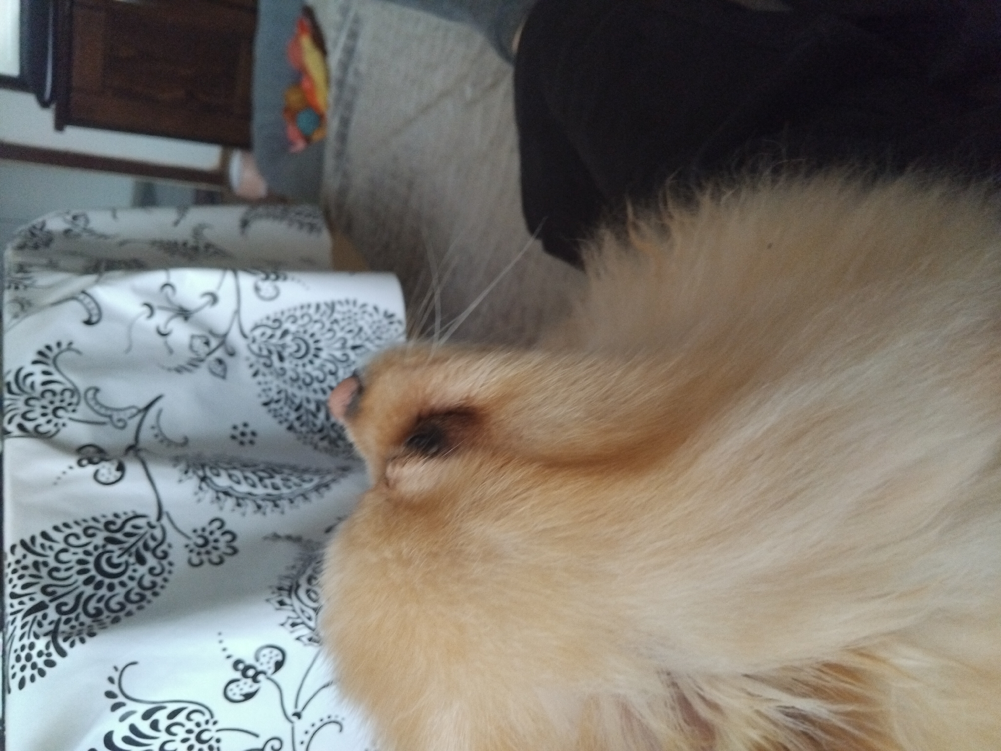 The image shows a close-up view of a light brown dog's fur. The dog's head is tilted upwards, and its snout is visible. The background consists of a patterned fabric draped over furniture. The scene appears to be indoors, likely in a domestic setting. There are no identifiable landmarks or details that would suggest a specific location in Apriltsi, Bulgaria.