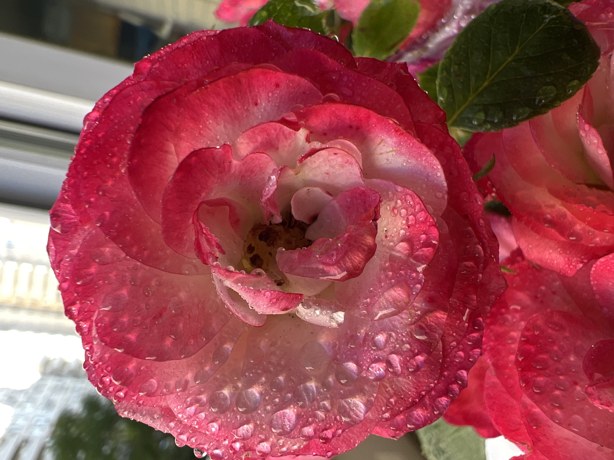 A prominent bi-colored rose flower dominates the foreground, captured in a close-up, vertical orientation. The petals exhibit a vibrant fuchsia-magenta hue at their outer edges, gradually transitioning to pale pink and white towards the central, unfurling layers. Numerous clear water droplets of various sizes adhere to the petals, reflecting ambient light and creating glistening highlights. The inner core of the rose reveals darker, reddish-brown floral structures. Partially visible beneath and to the right of the main bloom are additional petals and green leaves, similarly adorned with water droplets, indicating a rose bush. The background is significantly blurred, depicting an urban environment consistent with the city of Krasnodar, Russia. Indistinct, light-toned architectural structures, possibly tall buildings, are visible, alongside faint glimpses of sky and dark green foliage in the upper left. The scene is brightly lit from the upper left, emphasizing the wet textures of the rose. No individuals or discernible actions are present.
