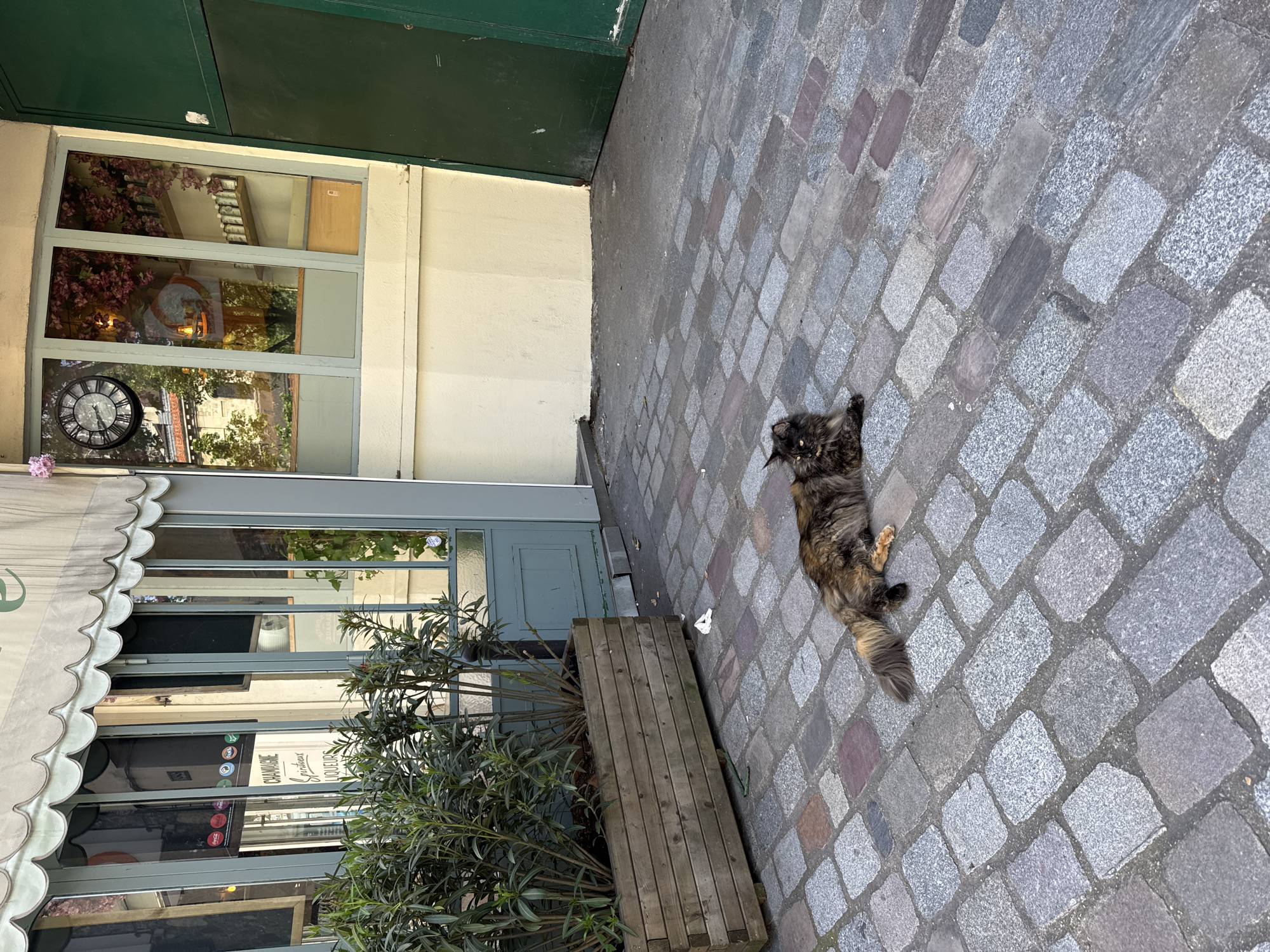 A long-haired cat is lying on a cobblestone street in Paris, France. The cat is dark brown and black with tan paws and tail. The street is bordered on the left by a building with green trim and a window with a clock in it. A wooden planter is next to the building, with green plants in it. The street slopes up slightly from left to right.