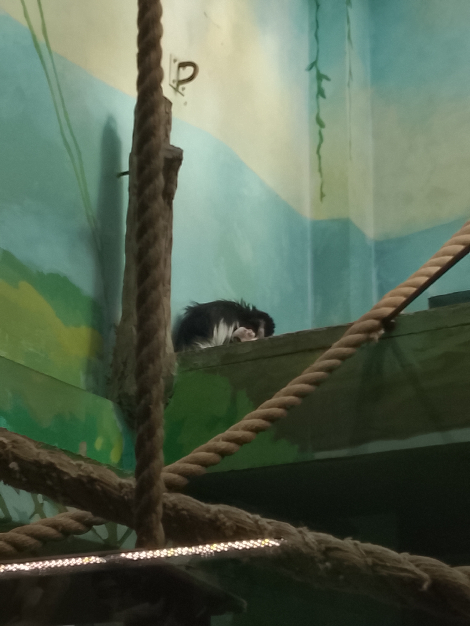 A black and white monkey is resting on a green shelf in an enclosure. Ropes are suspended in the foreground. The walls of the enclosure are painted with green and blue. The enclosure is located in Izhevsk, Russia.